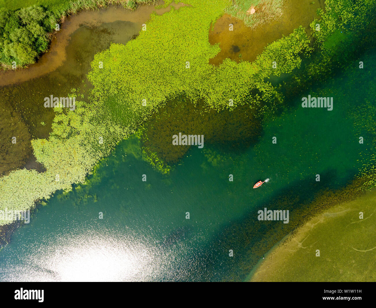 Luftaufnahme des Feldes in der Chiemsee Wieser Bucht; kleines Segelboot und schwimmende Person von einer herrlichen grünen Schattierungen von Wasser Pflanzen umgeben und Stockfoto
