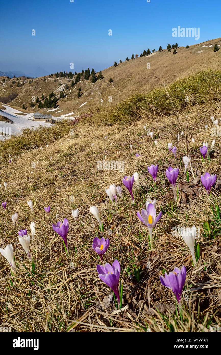 Krokusse blühen im Alpine Meadow, Monte Caret, Gardasee, Gardasee Berge, Trentino, Italien Stockfoto