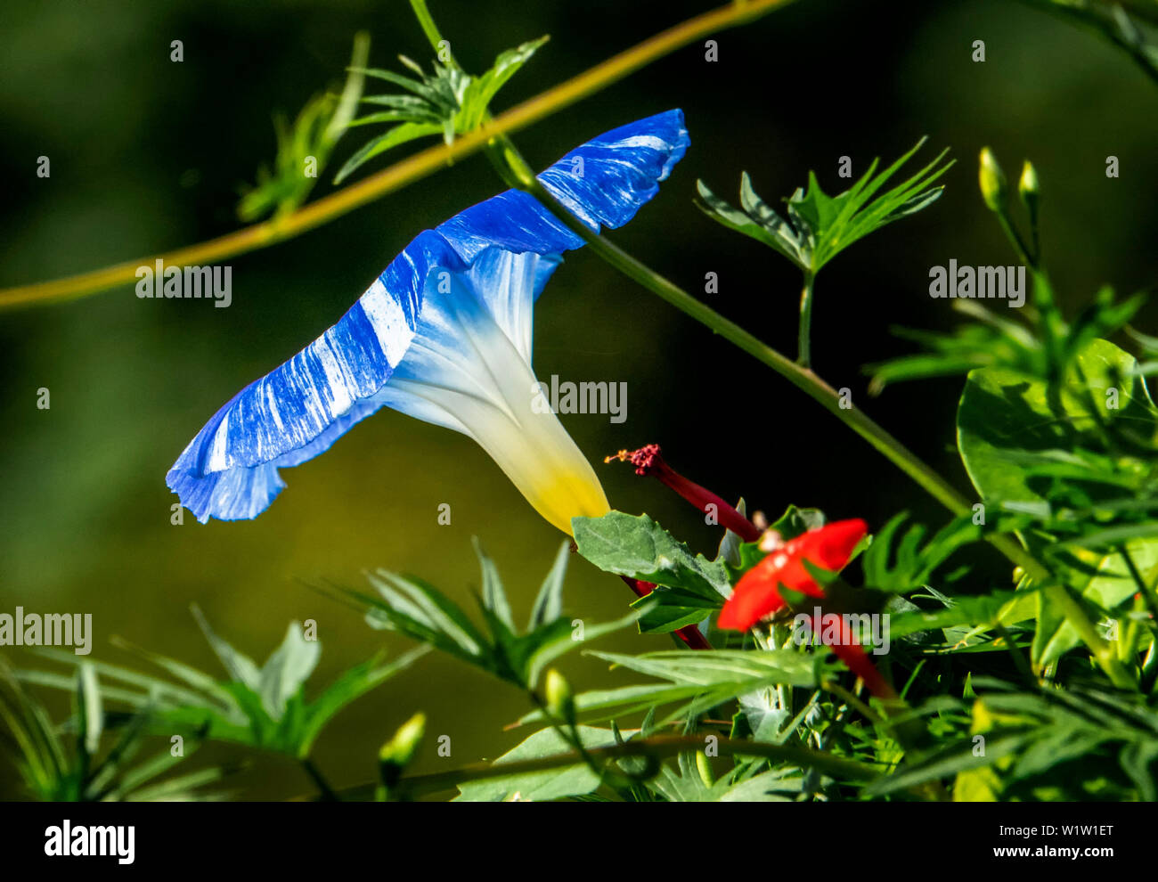Blaue Streifen mit rotem Stockfoto