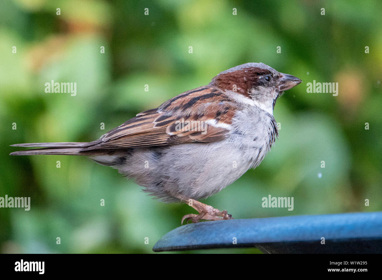Wenig chap Stockfoto