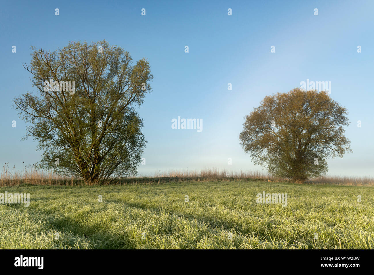 Willow Tree, Feld, Nebel, Morgen, Etzel, Friedeburg, Wittmund, Niedersachsen, Deutschland, Europa Stockfoto