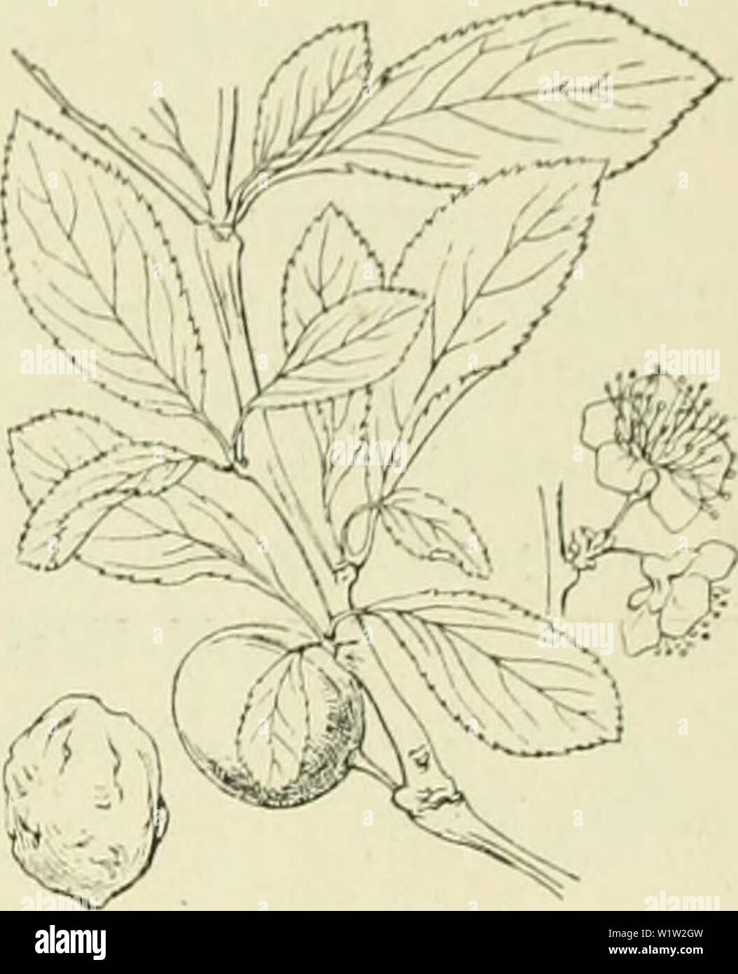 Archiv Bild ab Seite 552 von De flora van Nederland (1909-11). De flora van Nederland defloravannederl 02 heuk Jahr: 1909-11. FAMILIE 77. ROSACEAE. - 52 f Limlnir. u Don naam bakpruim, in Zuid-Holland en op Schouwen den Naam en kroosjes spreekt Männer in) het Noorden van Overijsel en in Zuid-Holland van kroosjespruim, in het Land van van Huist merrebloem en Verder in vele streken van Kroon. S. früticans') Weihe. Heesterpruim (fip. 629). Deze Pflanze ist bastaard waarschijnlijk een van P. insititia en van S. spinosa. Zij ist dan S. hooger spinosa en heeft rijkelijker behaarde grootere, bladen, langere Stockfoto