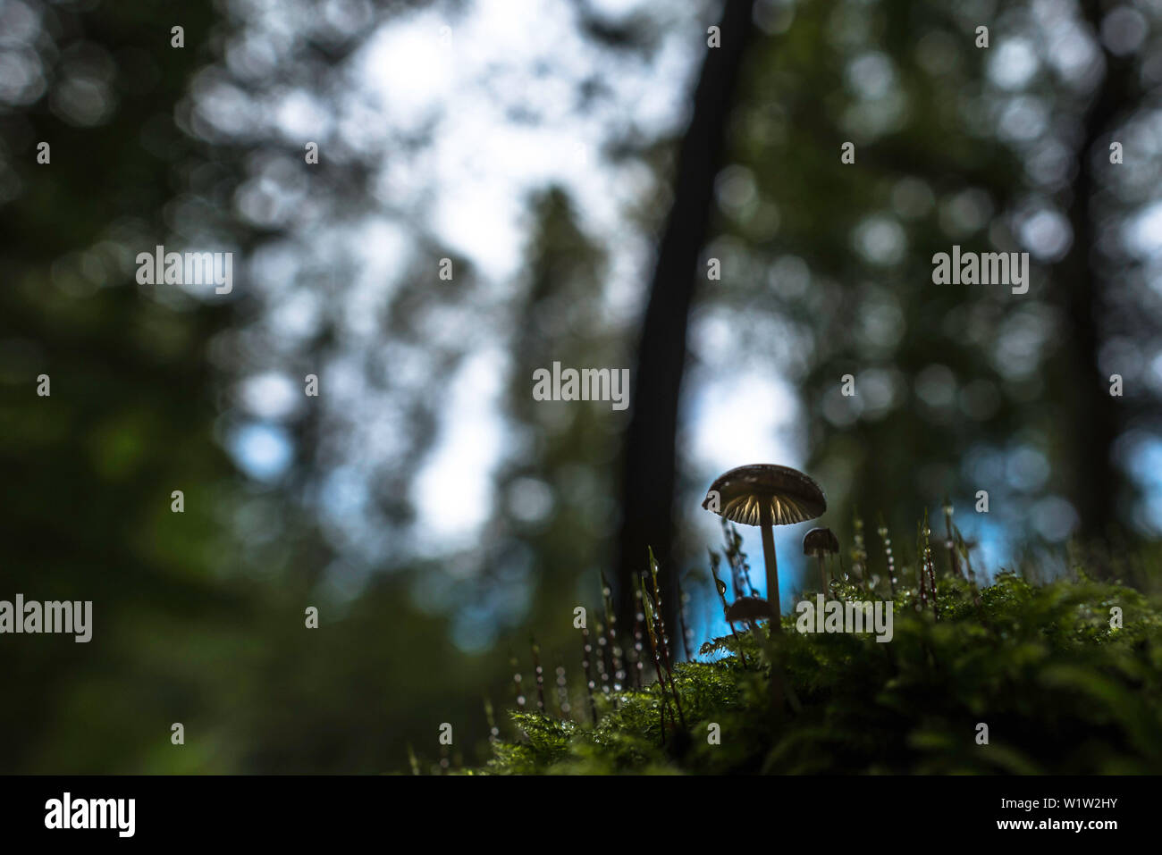 Biosphärenreservat Spreewald, Deutschland, Wandern, Kajakfahren, Erholungsgebiet, Familienurlaub, Familienausflug, Wüste, Ausflug, Tagesausflug, Pilze, F Stockfoto