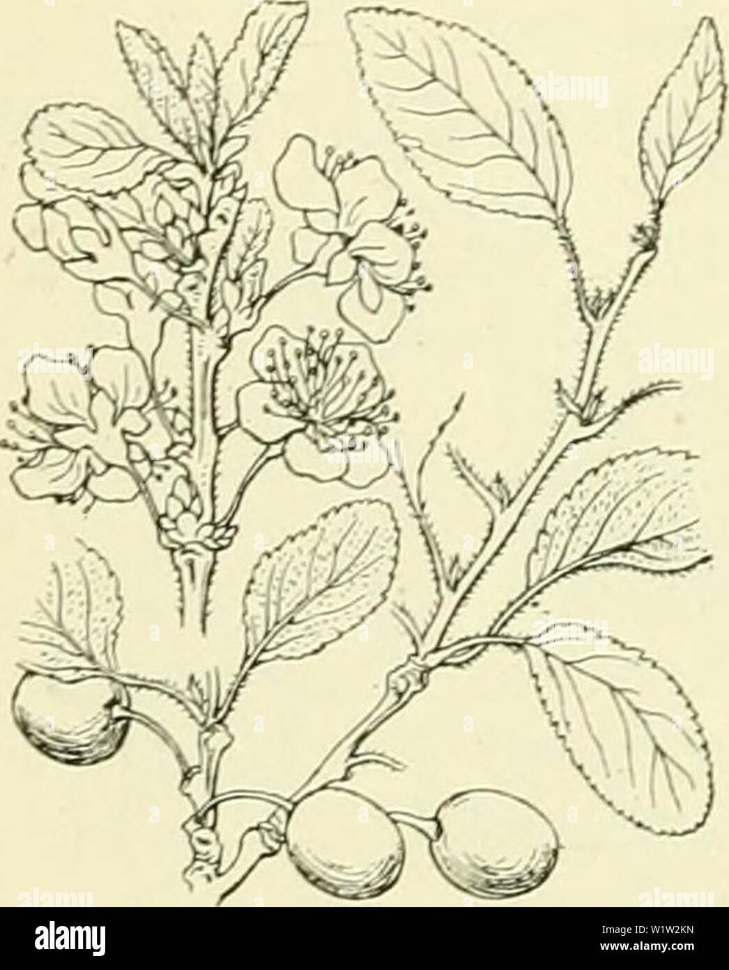 Archiv Bild ab Seite 553 von De flora van Nederland (1909-11). De flora van Nederland defloravannederl 02 heuk Jahr: 1909-11. 522 ROSACEAE. FAMILIE 77. Bij S. spinosa treft Männer vaak, vooral Langs de bladranden, een buidelgal aan, door een galmijt vordt veroorzaakt sterben. Deze gal steekt Boven en Onder de bladvlakte bijna sogar Sterk uit. De Eröffnung ist Aan de en onderzijde zoowel bewimperd ist, als De geheele binnenste holte. Voorkomen in Europa en in Nederland. Deze soort bijna Gezellige komt in Europa in heggen, bosschen en op zonnige heuvels voor en ook bijons vrij Algemeen. Volksnamen. De name Stockfoto