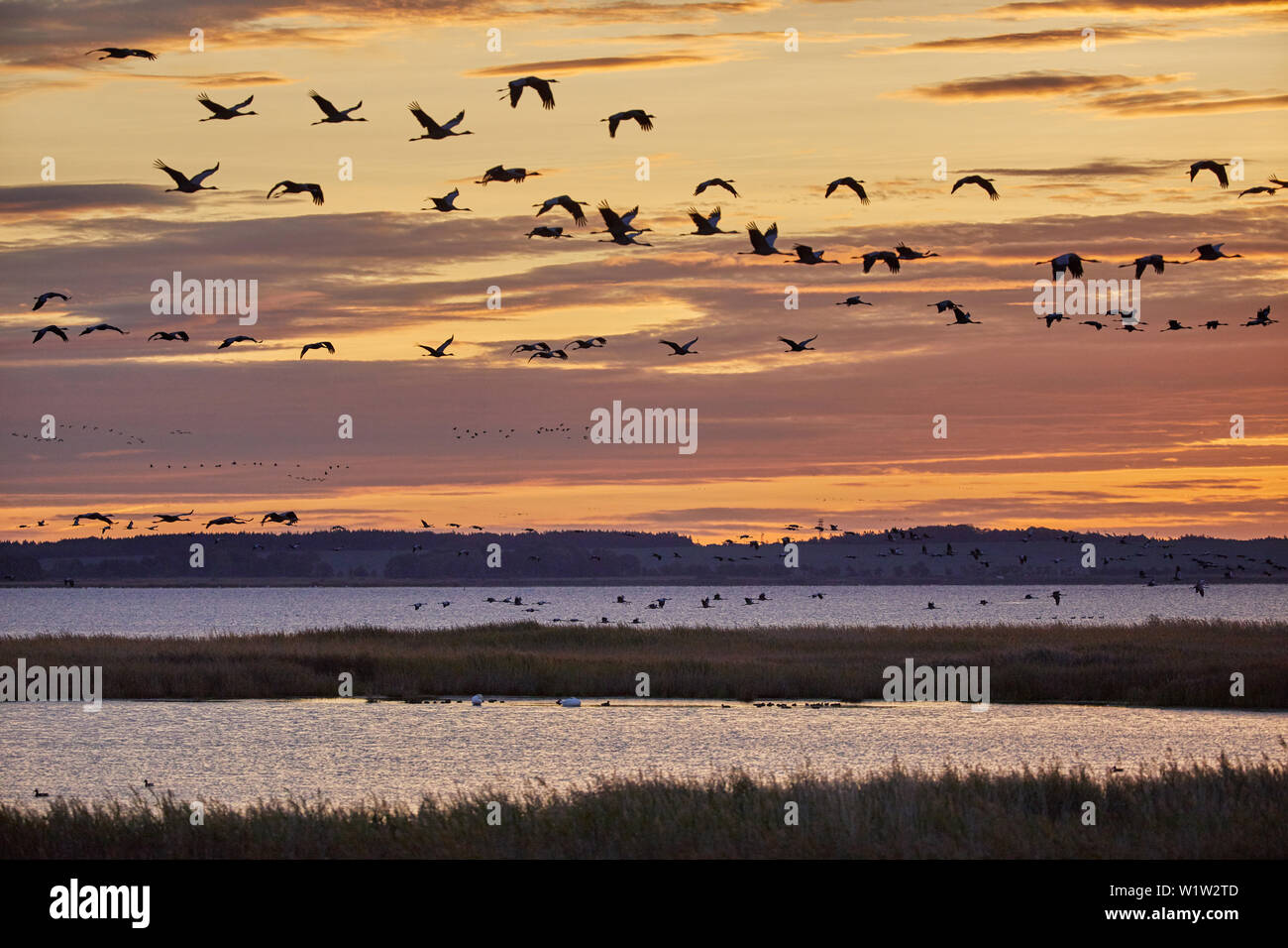 Herbstzug der Kraniche im Nationalpark Vorpommersche Boddenlandschaft, Mecklenburg-Vorpommern, Deutschland Stockfoto