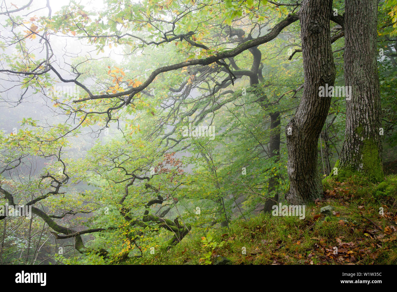 Gemischte Eichenwald, Meißner-Kaufunger Wald Natur Park, Nordhessen, Hessen, Deutschland Stockfoto