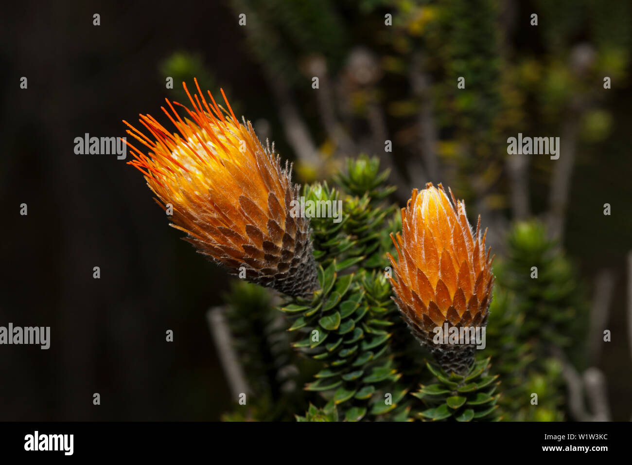 Endemisch, Chuquiraga jussieui Chuquiraga Blume, Cotopaxi Nationalpark, Galapagos, Ecuador Stockfoto