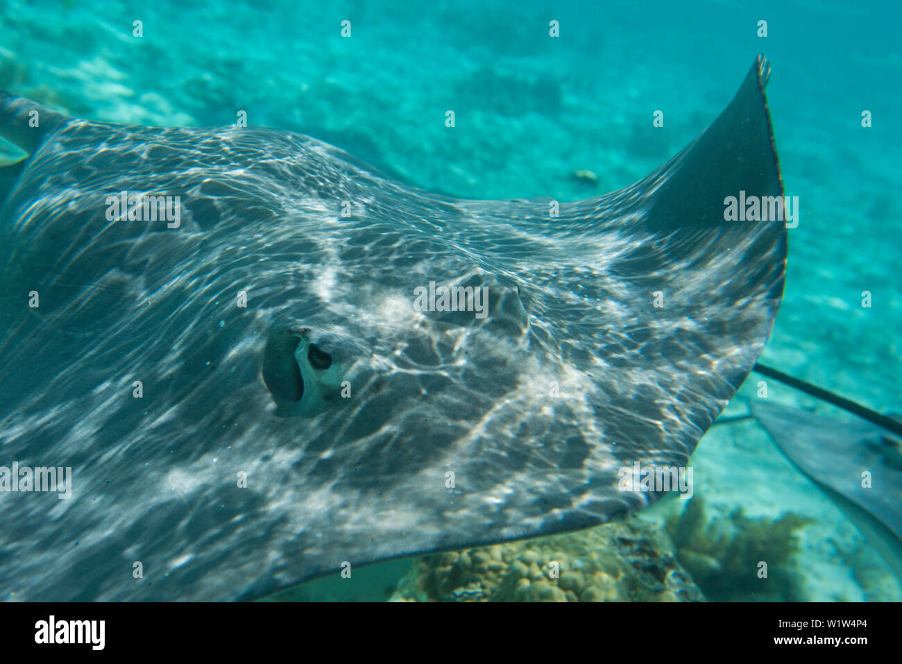 Close-up frontalen Schuss ein Stingray (Unterordnung Myliobatoidei, um Myliobatiformes) Schwimmen im seichten Wasser, Bora Bora, Gesellschaftsinseln, Französisch Poly Stockfoto