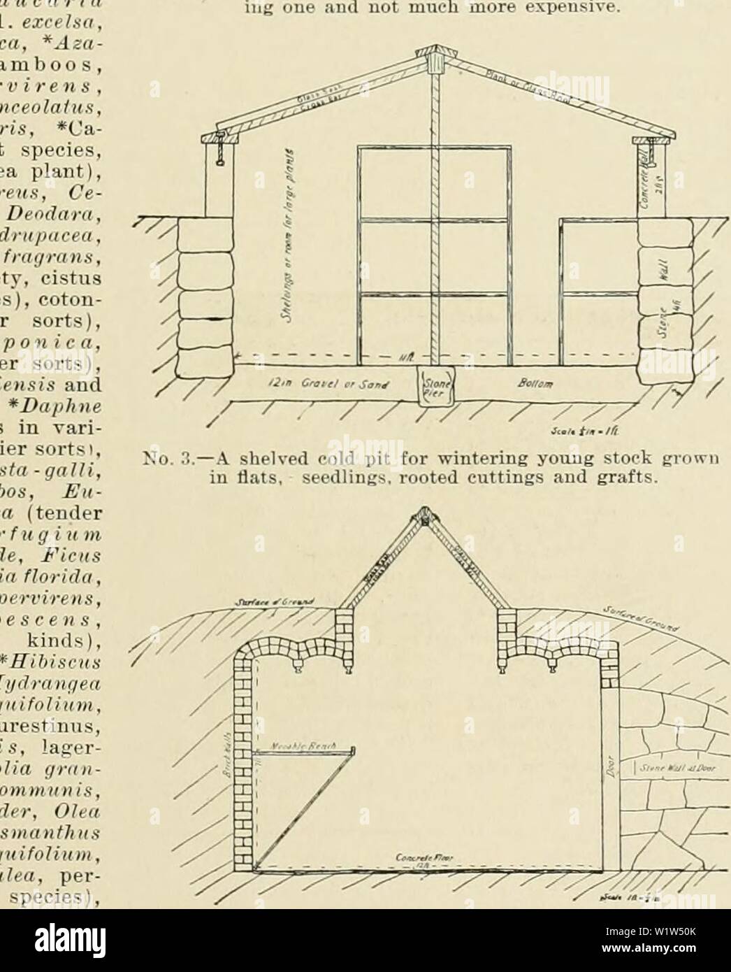 Archiv Bild ab Seite 572 der Cyclopedia der amerikanischen Gartenbau, bestehend aus. Cyclopedia der amerikanischen Gartenbau, bestehend aus Anregungen für den Anbau von Gartenpflanzen, Beschreibungen der Arten von Obst, Gemüse, Blumen und Zierpflanzen in den Vereinigten Staaten und in Kanada verkauft, zusammen mit geographischen und Biographische Skizzen cyclopediaofam 04 Kaution Jahr: 1900/Ks/. bnu C Deodaru. Akebia dn. Pacea. Chiinonanthus Mtrus in 1 111 Â" tv, eistus 1 1 ff., t, s), cotou-r sortiert), C. Ratte: Odora, il Ety, Eri. Erijthrii • Eugeni auf y Mil (Sene fi-affrans, O. Aqitifoliti Stockfoto