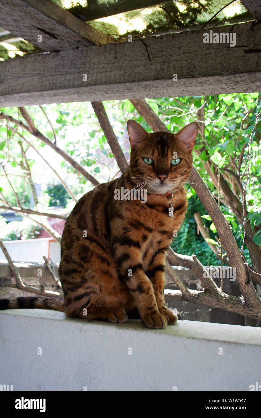 Bengal Katze im Garten sitzen im Sommer Stockfoto
