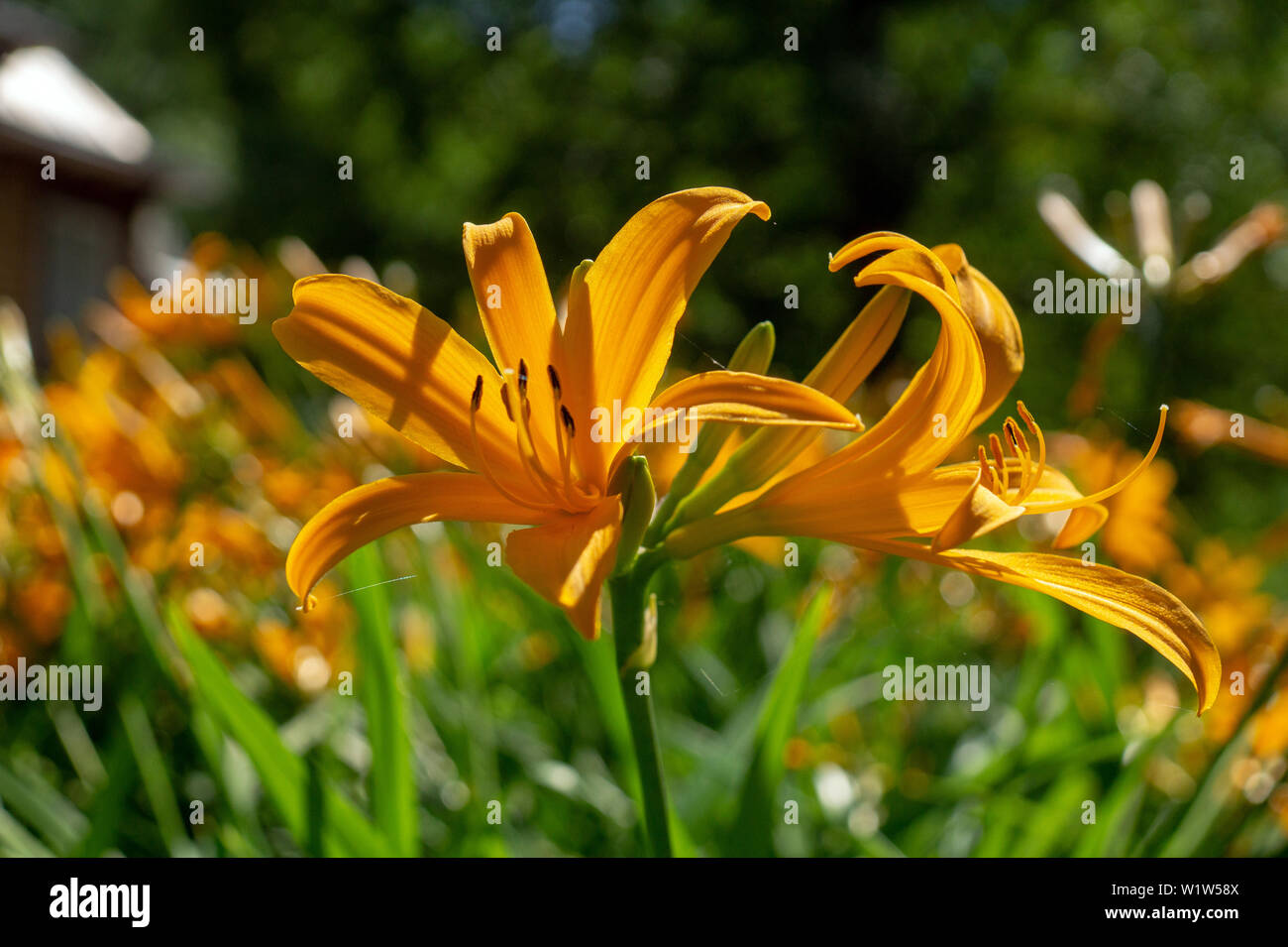 Orange dyililies, Hemerocallis in einem Garten Stockfoto