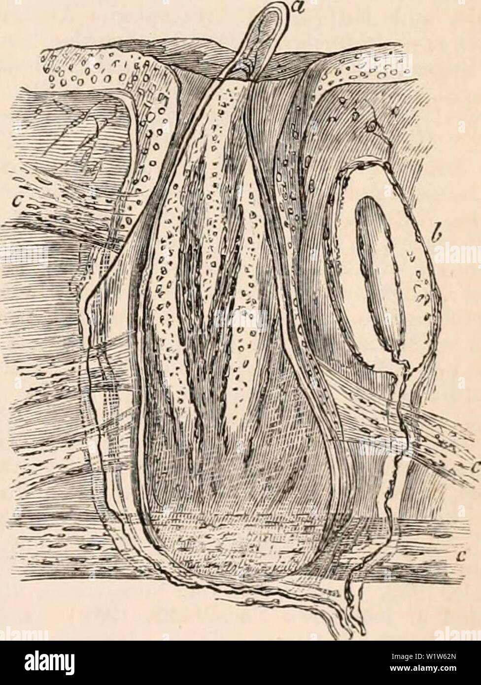 Archiv Bild ab Seite 580 Der cyclopaedia von Anatomie und. Die cyclopaedia von Anatomie und Physiologie cyclopdiaofana 05 Todd Jahr: 1859 - 1 P H V' - ' ' v/" • • • • p T~V&.-'-. V'-..,/: - -, dehnungsrezeptoren Körper (i) und Feder- sac (a) von der Unterseite des Unterkiefers einer Taube, c, Muskeln der Feder sacs. In der Mehrzahl der Säugetiere gibt es eine spezielle tegumentary gestreifte Muskeln, die erreicht eine enorme Entwicklung in den Igel, während nur ein Rudiment der Mensch bleibt, wie das platysma myoides. Hier ist allerdings die gestreiften "Torf/Tier" Muskel wird durch die unstriped bündelt die, wie Kollikerhas ersetzt Stockfoto