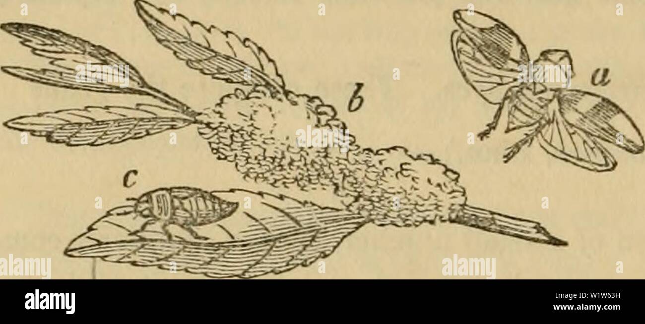 Archiv Bild von Seite 581 des Cuvier animal kingdom angeordnet. Der Cuvier animal kingdom: Entsprechend seiner Organisation cuviersanimalkin 00 cuvi Jahr: 1840 570 INSECTA. In kurze Flügel Dilatiert - wie Anhängsel, und die Hinterbeine unterschenkelknochen sind sehr komprimiert und von einer Membran zu besichernden angeordnet. C. aurita, Linn., Arten, die nicht in den Wald in Kent] Gelegentlich [. r Ciccus, Latr., hat die Antennen plötzlich nach der zweiten gemeinsamen in einem Seta besteht aus vier verschiedenen zylindrisch und länglich Gelenke beendet, die vorderen Extremitäten des Kopfes wird in der Regel erweitert. [Exotischen Arten.] Herren Serville und Stockfoto