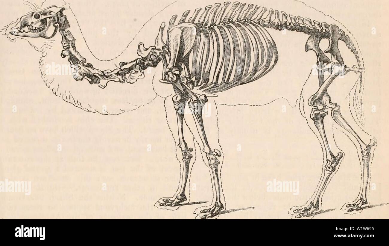 Uterine Cavity Stockfotos Und Bilder Kaufen Alamy