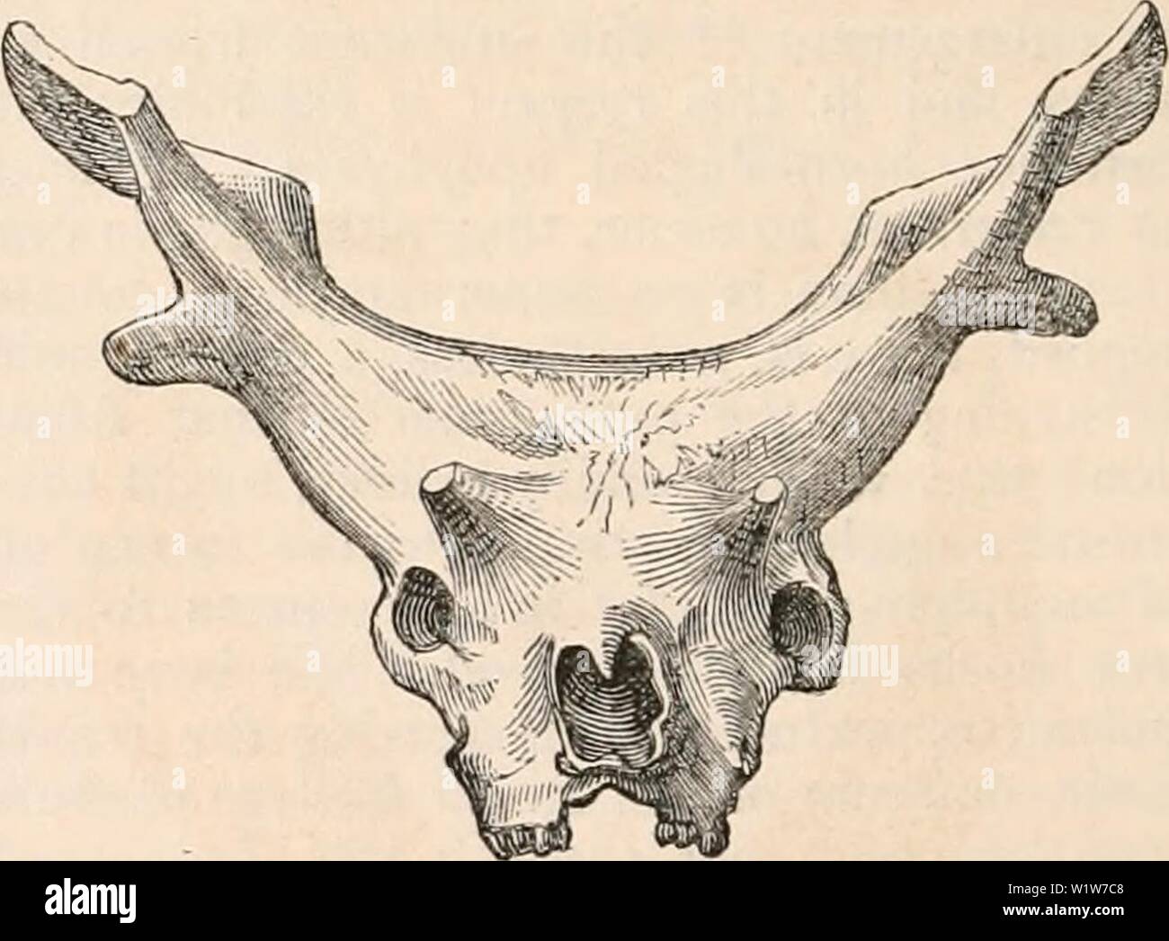 Archiv Bild ab Seite 593 Der cyclopaedia von Anatomie und. Die cyclopaedia von Anatomie und Physiologie cyclopdiaofana 05 Todd Jahr: 1859 Entwicklung der Hörner in der Damwild. (Von Cuvier.) berechtigt, eine "Wunde" durch Sportler. Nach diesem Datum im oberen Teil des Gehirns oder der Welle wird mehr palmated, und unregelmäßigen Serra- oder 'Haken' an der Marge (< 7); das Tier ist jetzt ein "Buck von der erste Kopf, und als alter Forderungen, die baumstümpfe en - große, und nehmen auf, mehr oder weniger, das Erscheinen von true Geweih hergestellt werden. In den Zügel Rotwild die Hörner werden einer ähnlichen Metamorphose, sie Stockfoto