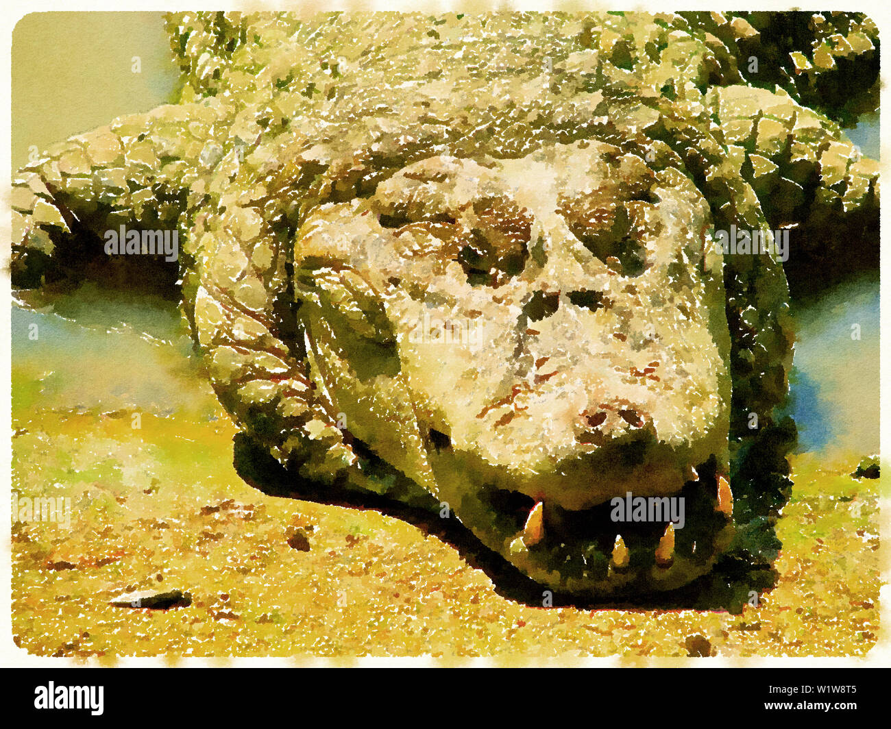 Aquarellfarbe von Alligator schlafen und ruhen sich auf einer Seite des Flusses (See) Stockfoto