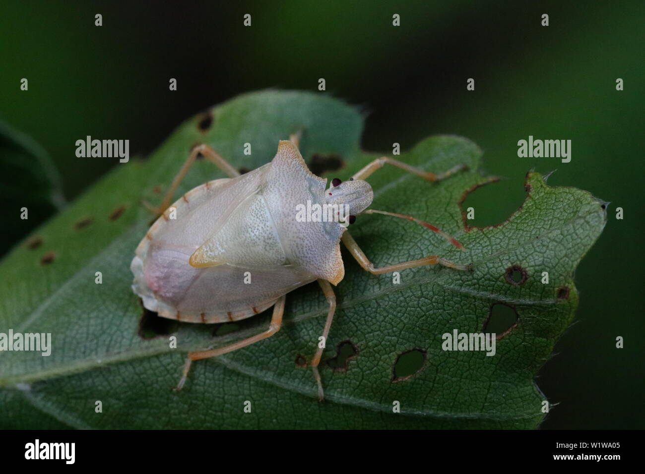 Eine teneral nach Red-legged Shieldbug (Pentatoma rufipes). Es hat nur eine Antenne, vermutlich verlieren während des Übergangs von der Nymphal Bühne. Stockfoto