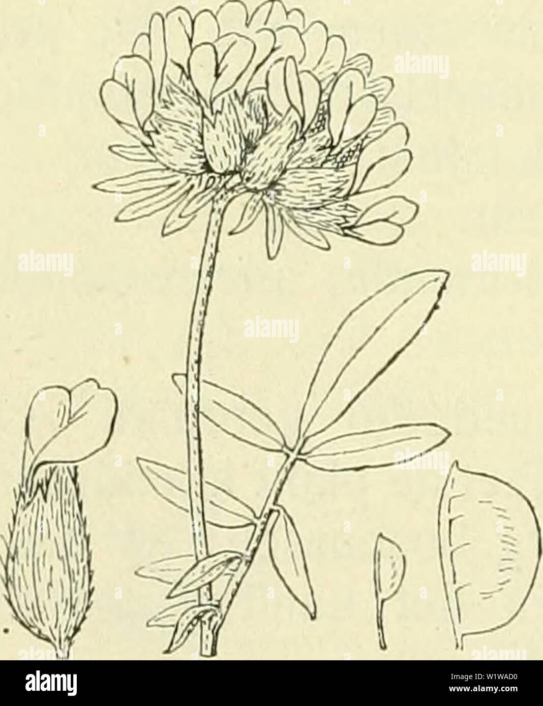 Archiv Bild ab Seite 641 von De flora van Nederland (1909-11). De flora van Nederland defloravannederl 02 heuk Jahr: 1909-11. Onozüs repens Abb. 736. klierharen bekleed. De bloemen hebben lancetvormige, toegespitste, naar Boven gebogen kelkslippen, een bloemkroon, sterben bestaat uit een Ronde, rosé, donkerder toegespitste gestreepte, vlag, bleekroode von Witte zwaarden, kürzeren Dan de vlag zijn en een toegespitste Kiel sterben. Zelden bloemen zijn de gezellige Esprit. De peul (Abb. 736) om-gekeerd eirond, iets, samengedrukt behaard en bevat 1 von 2 fijn geknobbelde Zaden. h. 3-6 dM. Mai - September. De Pl Stockfoto