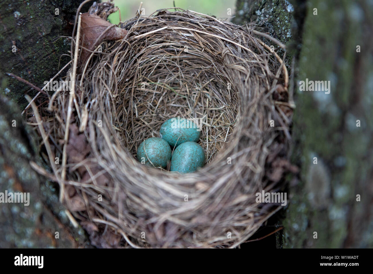 Graue und blaue Eier in einem Nest gesprenkelt. Stockfoto