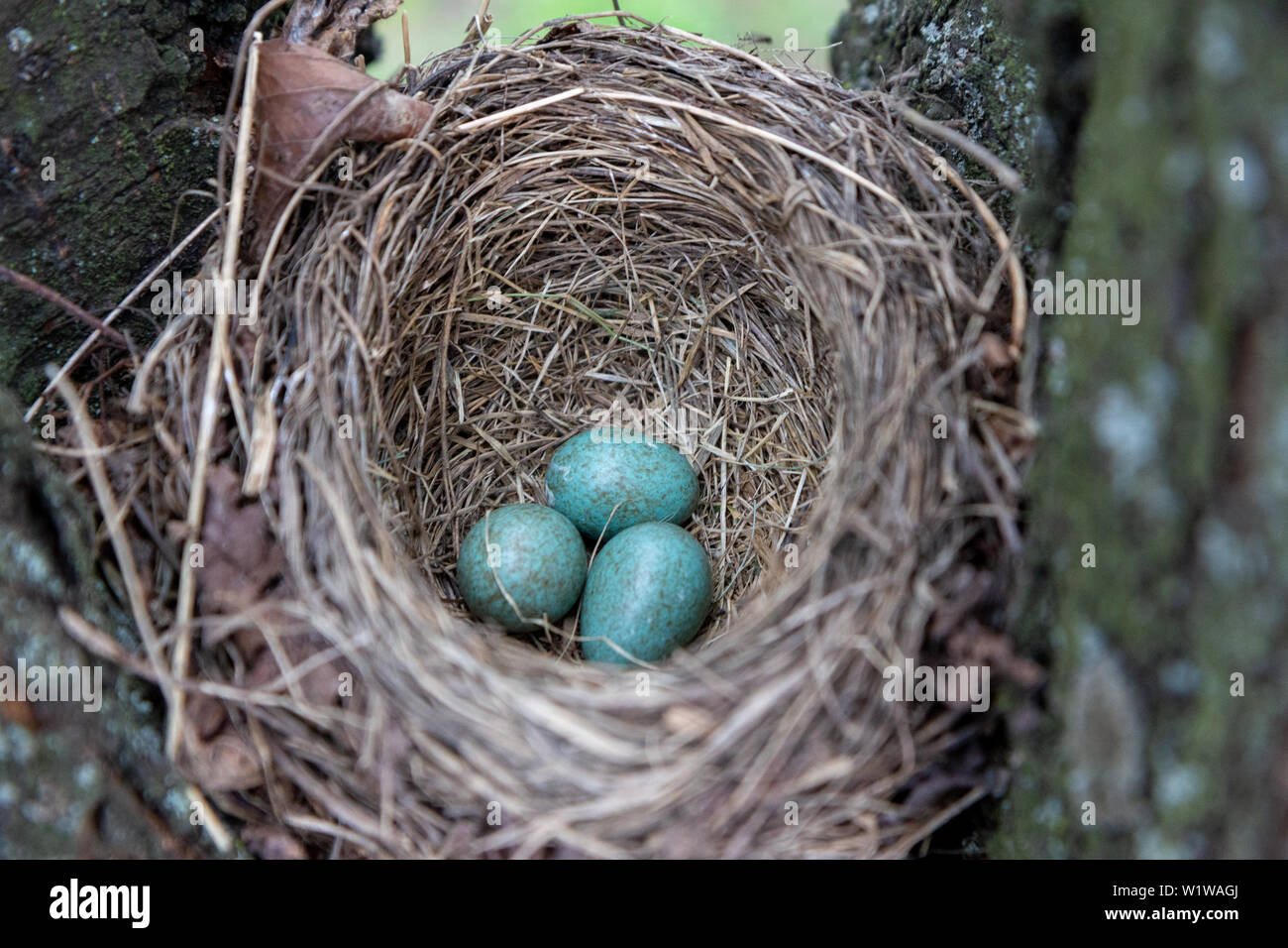 Graue und blaue Eier in einem Nest gesprenkelt. Stockfoto
