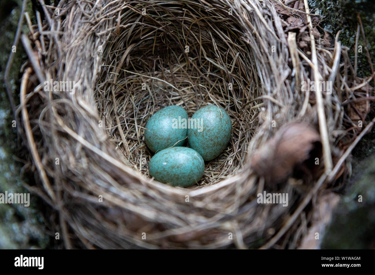 Graue und blaue Eier in einem Nest gesprenkelt. Stockfoto