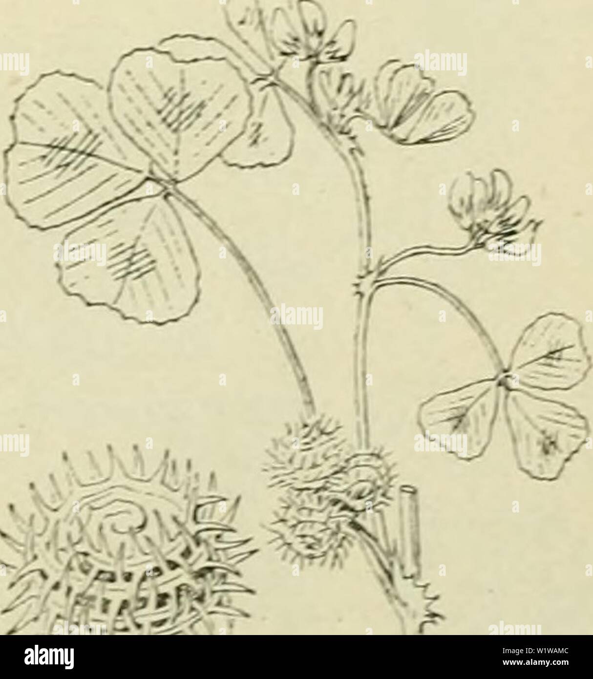 Archiv Bild ab Seite 648 von De flora van Nederland (1909-11). De flora van Nederland defloravannederl 02 heuk Jahr: 1909-11. vrij Algemeen. De variëteit ist op verschillende Stellen aangevoerd Waar-Genomen. M. Média') Pers. Vögele Luzerne. Deze Pflanze ist, zooals boven Schilf bastaard gezegd, een van M. falcata en M.sativa en heeft een rechtopstaanden opstijgenden der Stengel. De trossen zijn eirond, de Peul heeft '0-2'., windingen. De bloemkroon ist meestal geelachtig, eerst wordt Dan groen, om 10 slotte in der blauwachtig violetachtig über te gaan. . 25-60 cM. Mai - September. Voorkomen. Deze Stockfoto