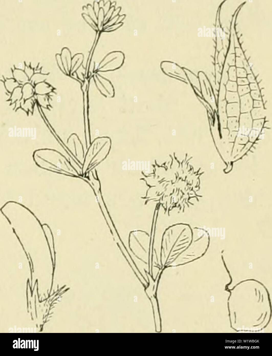 Archiv Bild von Seite 670 De flora van Nederland (1909-11). De flora van Nederland defloravannederl 02 heuk Jahr: 1909-11. FAMILIE 78. PAPILIONACKAE. - 639 de Kiel. De peul (Abb. 776) ist in der Höhle kelk in &lt;;;;;;;; csloteii, ongesnaveld. 2].. 7-22 cM' Mai - September. De Anlage gelijkt in het beginnen häufig op T. repens, doch Zij ist Meer rood en de bloemen zijn kürzeren gesteeld. Biologische bijzonderheden. De Inrichting der Bloem in Verband met de bestuiving ist als bij T. repens. De blaasachtig omhulsel opgezwollen kelk ist een voor de Kleine, een-zadige vrucht, Voldoet daardoor krijgt een grootere oppervlak Stockfoto