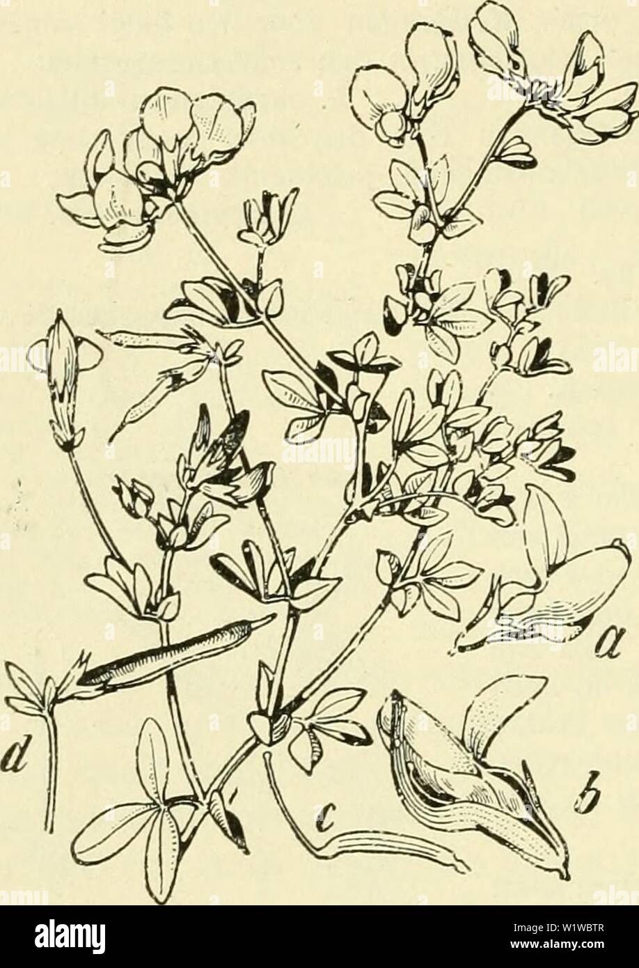 Archiv Bild ab Seite 679 von De flora van Nederland (1909-11). De flora van Nederland defloravannederl 02 heuk Jahr: 1909-11. 648-PAPILIONACEAE. - 78.Een weinig onder een stompen Hoek gekromde Kiel nicht angekommen. De peul ist 20-30 mm lang, Dun, lijnvormig, Recht, cylindrisch, rackinstallation 12 zadig (Abb. 790). 2].. 3-8 dM. Mai - September. De Anlage gelijkt nog Al häufig op Lotus corniculatus. Voorkomen in Europa en in Nederland. De Anlage komt op vochtige en zandige Stellen, rackinstallation op zilten grond, in Midden- en Zuid-Europa voor en bij ons, vooral op zeeklei, vrij Algemeen. L corniculatus'; L. Stockfoto