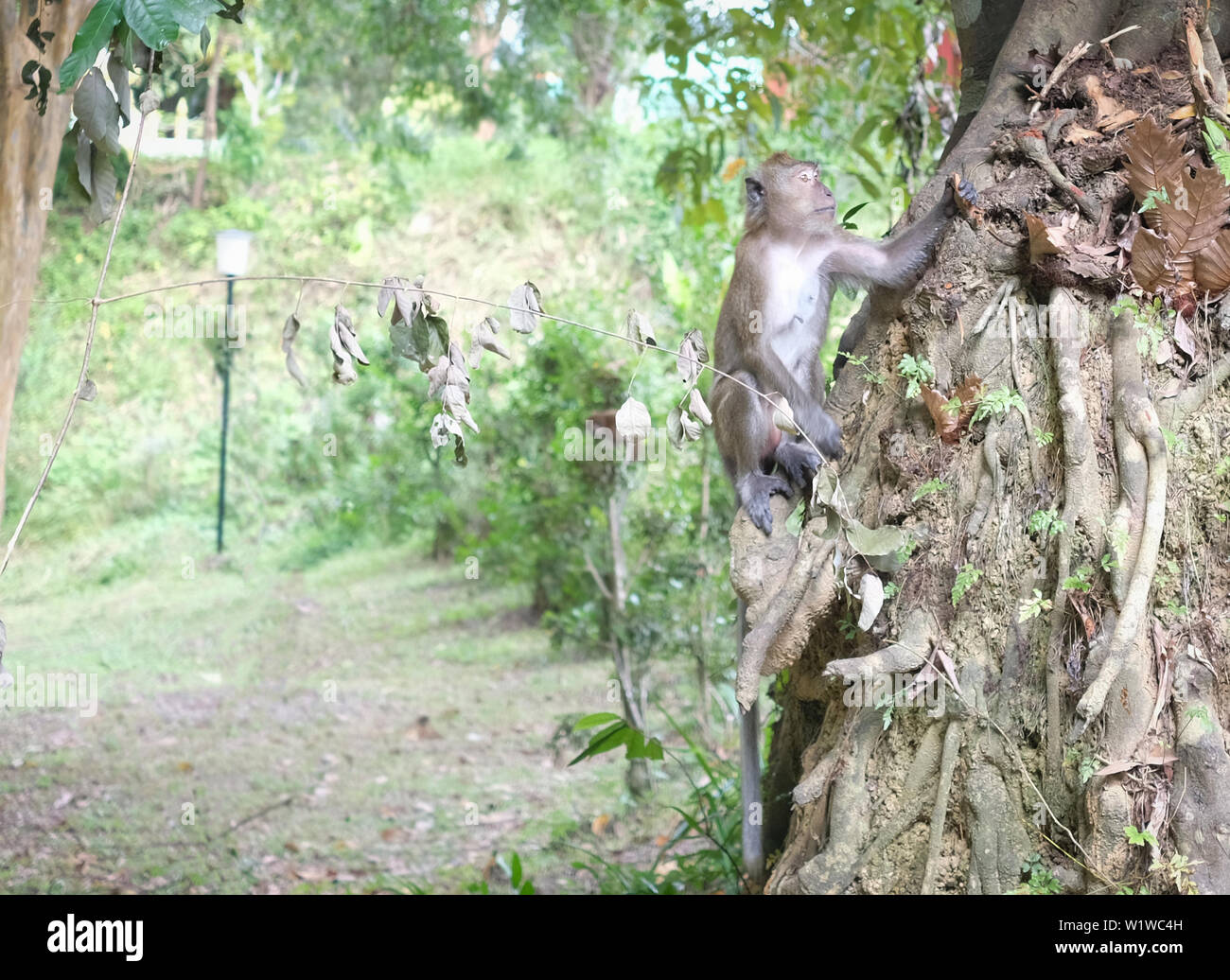 Junge Affen klammert sich auf Big Tree root und auf der Suche nach Etwas Stockfoto