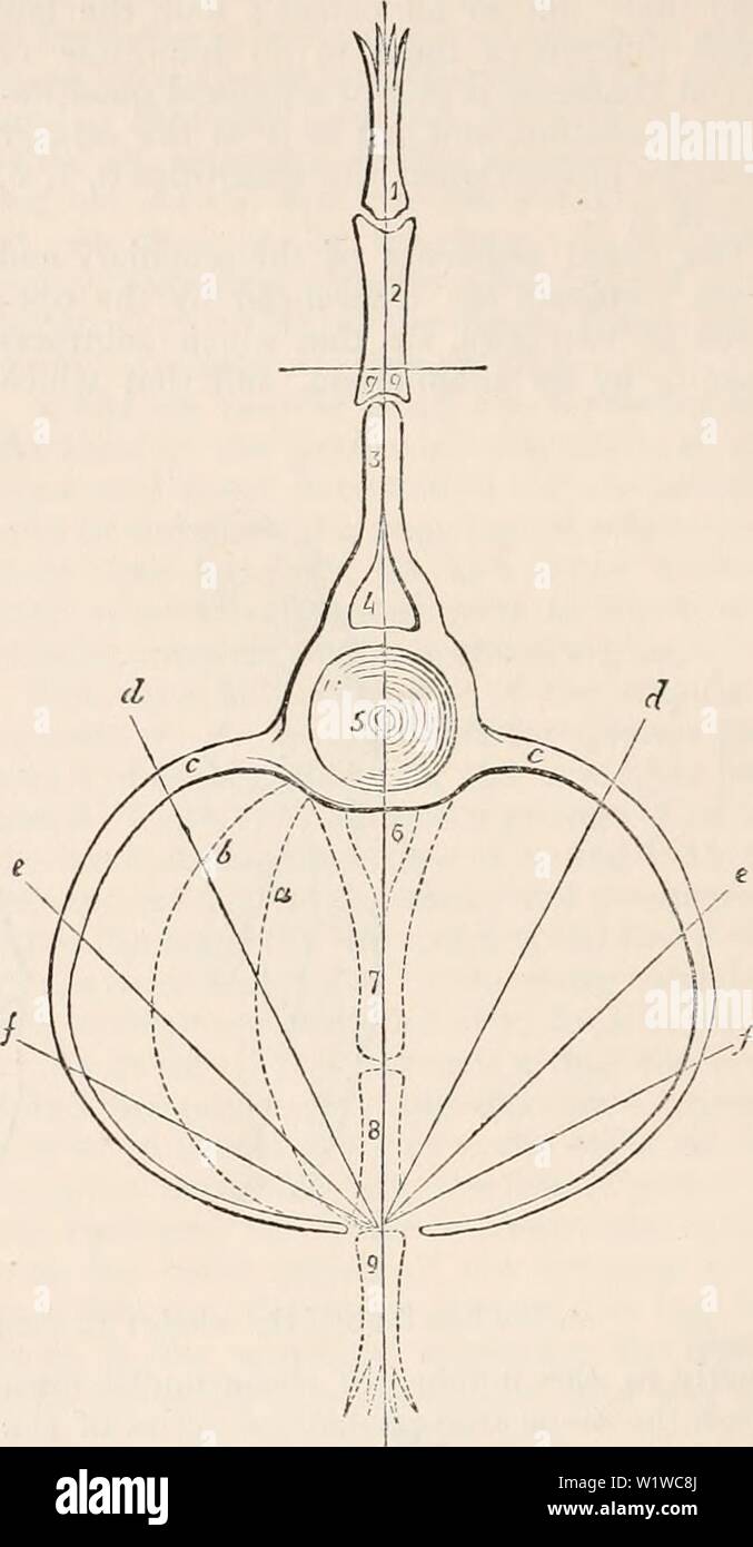 Archiv Bild ab Seite 689 Der cyclopaedia von Anatomie und. Die cyclopaedia von Anatomie und Physiologie cyclopdiaofana 0401 Todd Jahr: 1847 668 Skelett. Dieser dorso-ventrale Form (Abb. 487.), und die Neu (3, 3) umschließt die haemal oder viszeralen Raumanzug ist Abb. 488., in ein paar symmetri- (J), und dieser Bogen, wie oben, Abb. 487. k TJie dorso-ve. ntral archetypische Menge, aus der Serie der knöchernen Wirbelsäule Fisch genommen. cal Rippen (c c) beendet durch symmetrische Palms oder Flossen (9). Die ventrale Raum (C, C, Abb. 488.) ist jetzt eine Wohnung, die durch Rippen, in der die Bl entfernt sind gekapselt Stockfoto