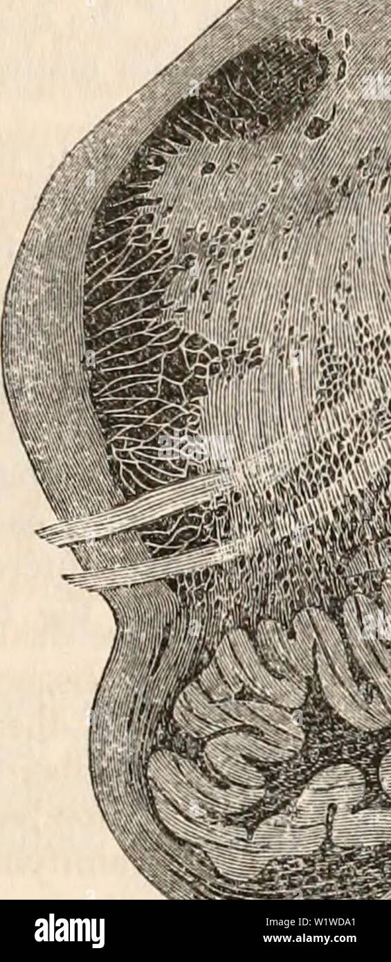 Archiv Bild ab Seite 722 Der cyclopaedia von Anatomie und. Die cyclopaedia von Anatomie und Physiologie cyclopdiaofana 03 Todd Jahr: 1847 nervöse Zentren. (Ihre mikroskopische Anatomie.) 709 frei vermischen sich. Die anterioren und posterioren Pyramiden und die Strangförmiger Körper besteht, zumindest zum großen Teil, der Längs- Fasern, aber der Rest der Textilfasergemische scheint von quer oder schräg Fasern hergestellt werden. Die meisten von Ihnen sind zweifellos verbunden mit den Wurzeln der viele Nerven, die aus der me entstehen - dulla oblongata. Beruhigens bezieht sich auf speziellen ac-kumulationen von vesikulärer Angelegenheit co Stockfoto