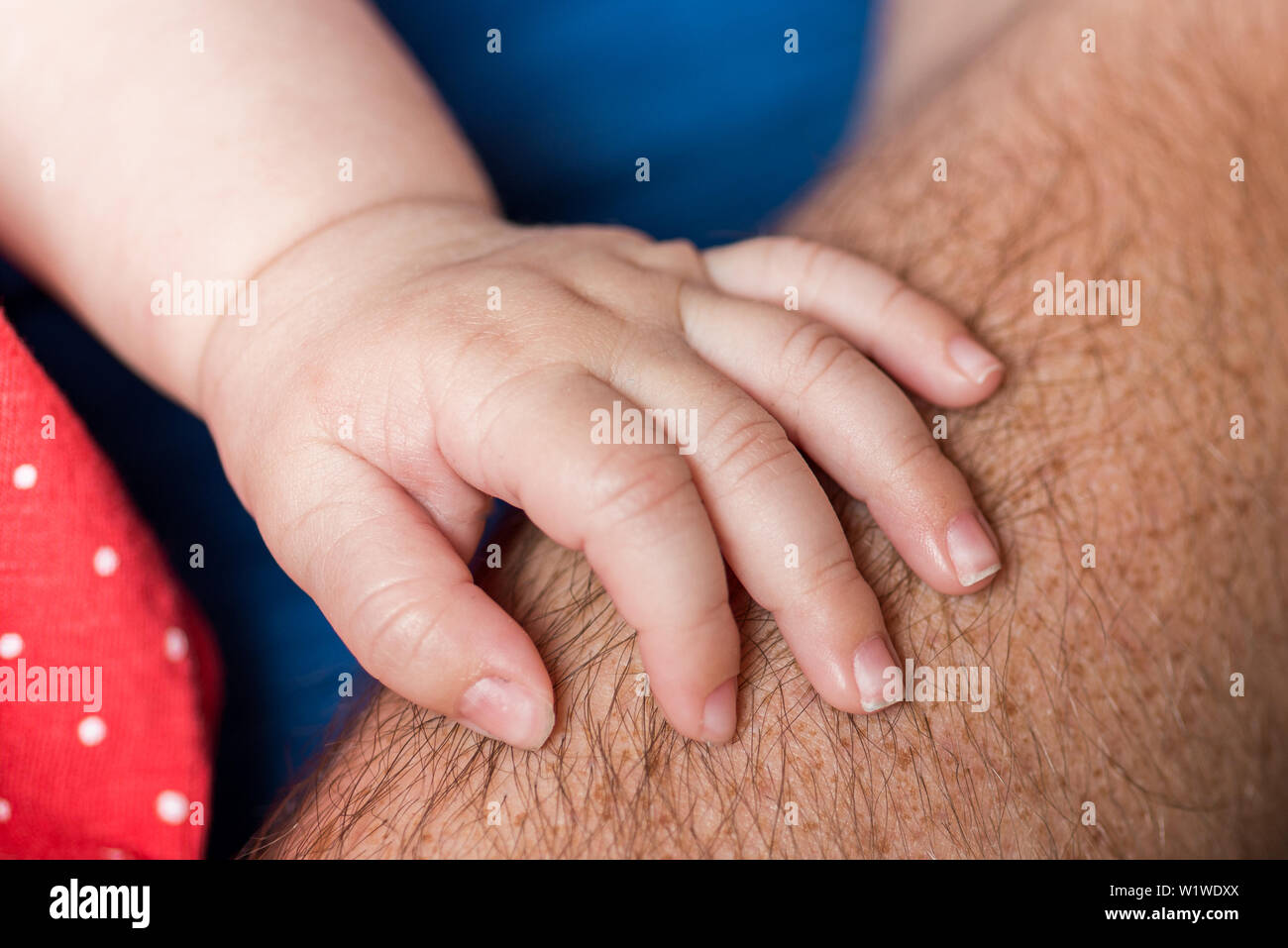 New Born Baby hand auf den Arm des Vaters Stockfoto