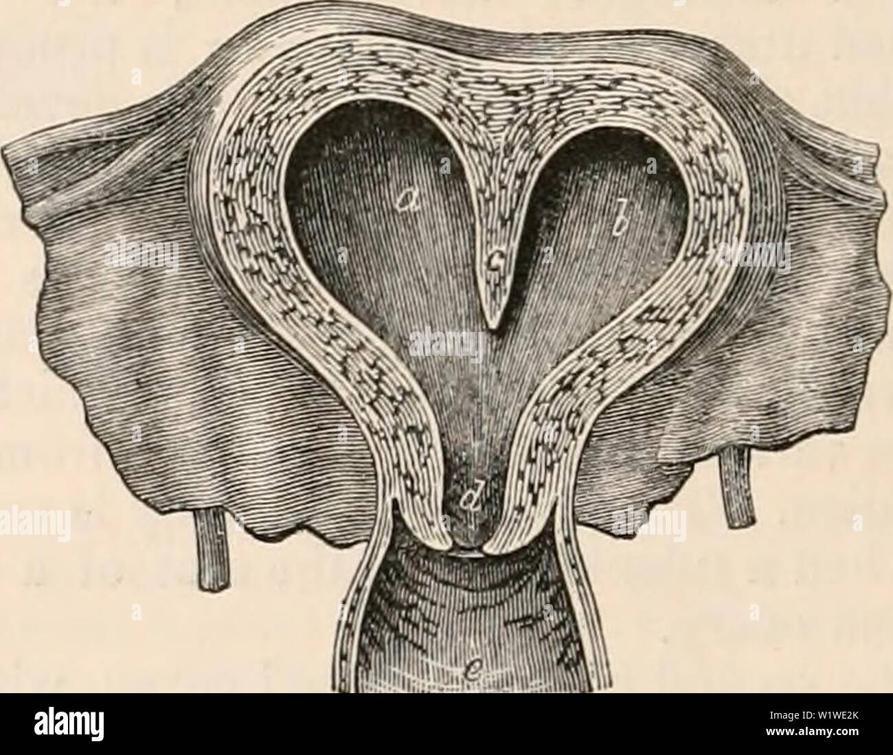 Archiv Bild ab Seite 755 Der cyclopaedia von Anatomie und Stockfoto