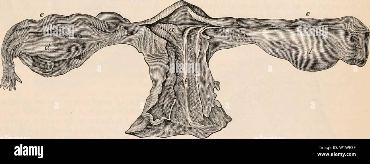 Archiv Bild ab Seite 756 Der cyclopaedia von Anatomie und Stockfoto