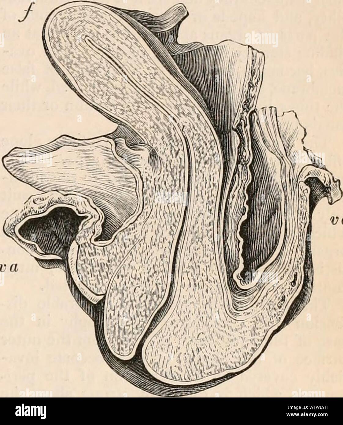 Archiv Bild ab Seite 762 Der cyclopaedia von Anatomie und Stockfoto