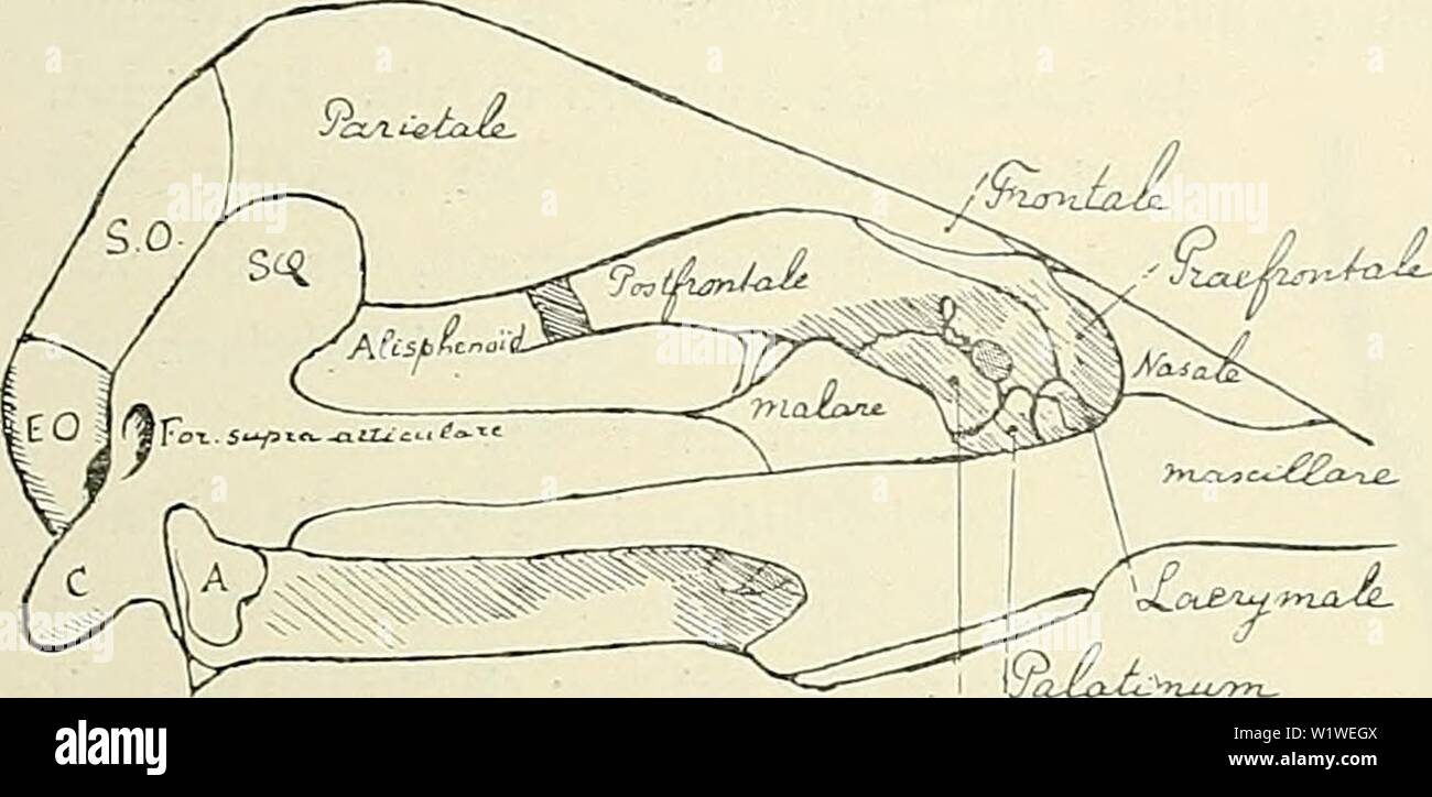 Archiv Bild ab Seite 784 der Denkschriften der Medicinisch-Naturwissenschaftlichen Gesellschaft zu. Denkschriften der Medicinisch-Naturwissenschaftlichen Gesellschaft zu Jena denkschriftender 6101 medi Jahr: 1879 211 Der schädelbau der Monotremen. 743 Ansichten Geschichte zu kümmern. Wer sich aber von den Meinungsverschiedenheiten angesichts der Bildung der medianen Orbitalwand bei Orniihorhynchus eine Vorstellung machen will, braucht nur die nachstehenden Copien der Figuren Köstlin, mit-einander zu Wagner's und Seeley vergleichen. Dazu kommt Owen, der zwar keine Seitenansicht des Schädels g Stockfoto
