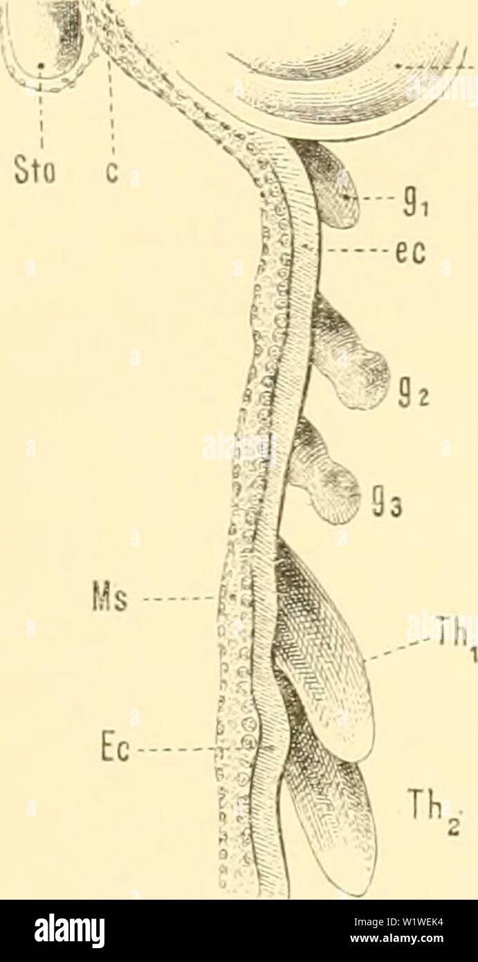 Archiv Bild ab Seite 788 der Denkschriften der Kaiserlichen Akademie der. Denkschriften der Kaiserlichen Akademie, Christian, Mathematisch-Naturwissenschaftliche Classe denkschriftender 57 kais Jahr: 1890 Studien bin Keimstreif der Insecten. 681 Der bereits Punkt, deu wir zu untersucLen haben, betrifft das Vorkommeu von Mesoblastliöbleii im Piotocephaleuni und im Analsegmont, hinsichtlich welcher bekanntlich C. Heider meint, dass sie hier "selbstverständlich" fehlen. Lehrreich ist in of this Beziehuuj, zunächst der Z7" "n-Längschnitt vun Cbolodkowsky (11, Abb. 11), wo wir mitten im Profo Stockfoto