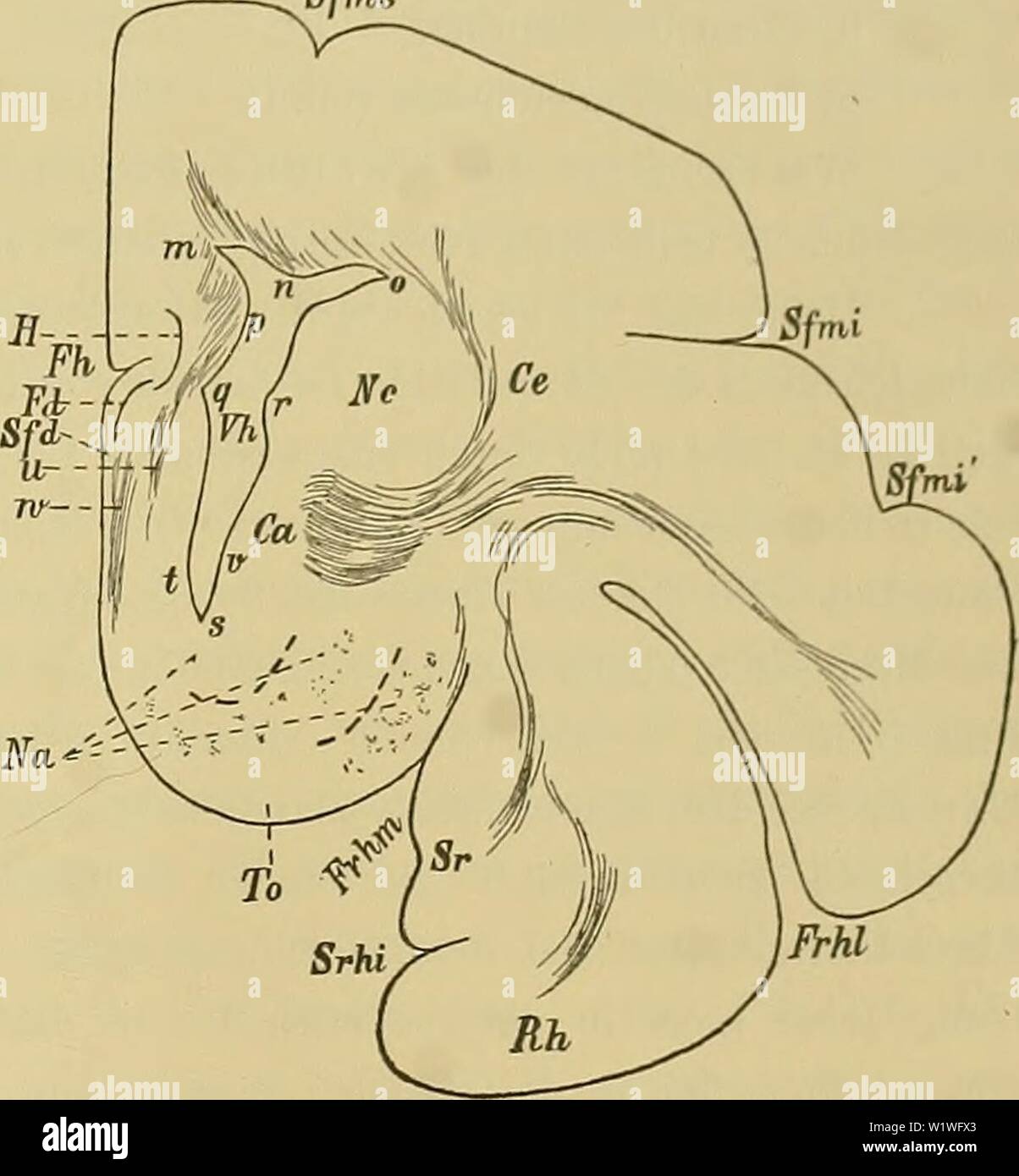 Archiv Bild ab Seite 868 der Denkschriften der Medicinisch-Naturwissenschaftlichen Gesellschaft zu. Denkschriften der Medicinisch-Naturwissenschaftlichen Gesellschaft zu Jena denkschriftender 62 medi Jahr: 1879 45 Das Centralnervensystem der Monotremen und Marsupialier. 833 welche Kölliker bei dem Kaninchen als" aus dem Septum pellucidum Bogenfasern stammende' bezeichnet hat 1). E. Smith scheint stirbt Bündel bei der Beschreibung Waden "Olfaktorische bündle des fascia dentata" 2), welches er als als Fasciculus marginalis bezeichnete 8), im Auge gehabt zu haben. Das zweite Bündel hat weniger werden. Stockfoto