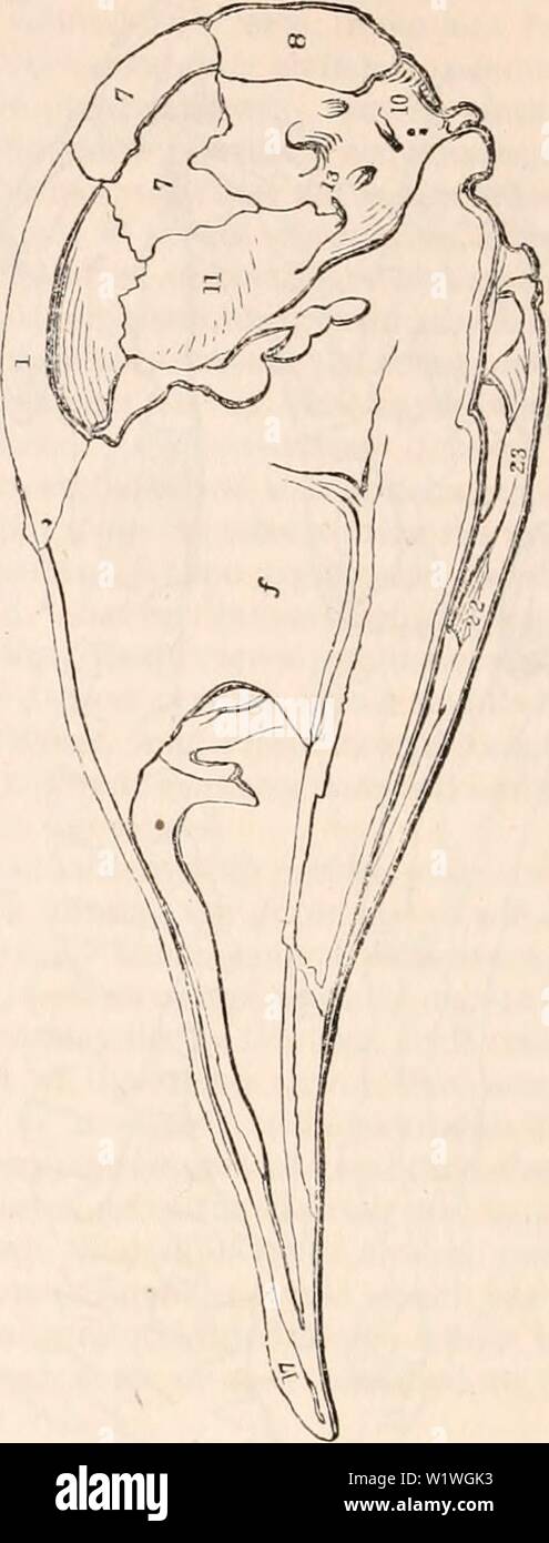 Archiv Bild ab Seite 921 Der cyclopaedia von Anatomie und. Die