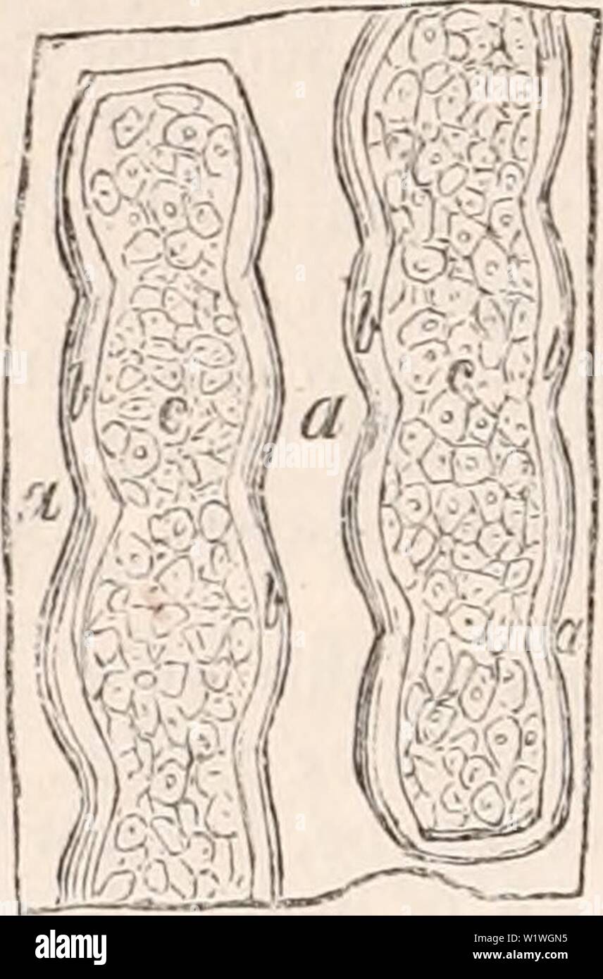 Archiv Bild ab Seite 945 Der cyclopaedia von Anatomie und Stockfoto