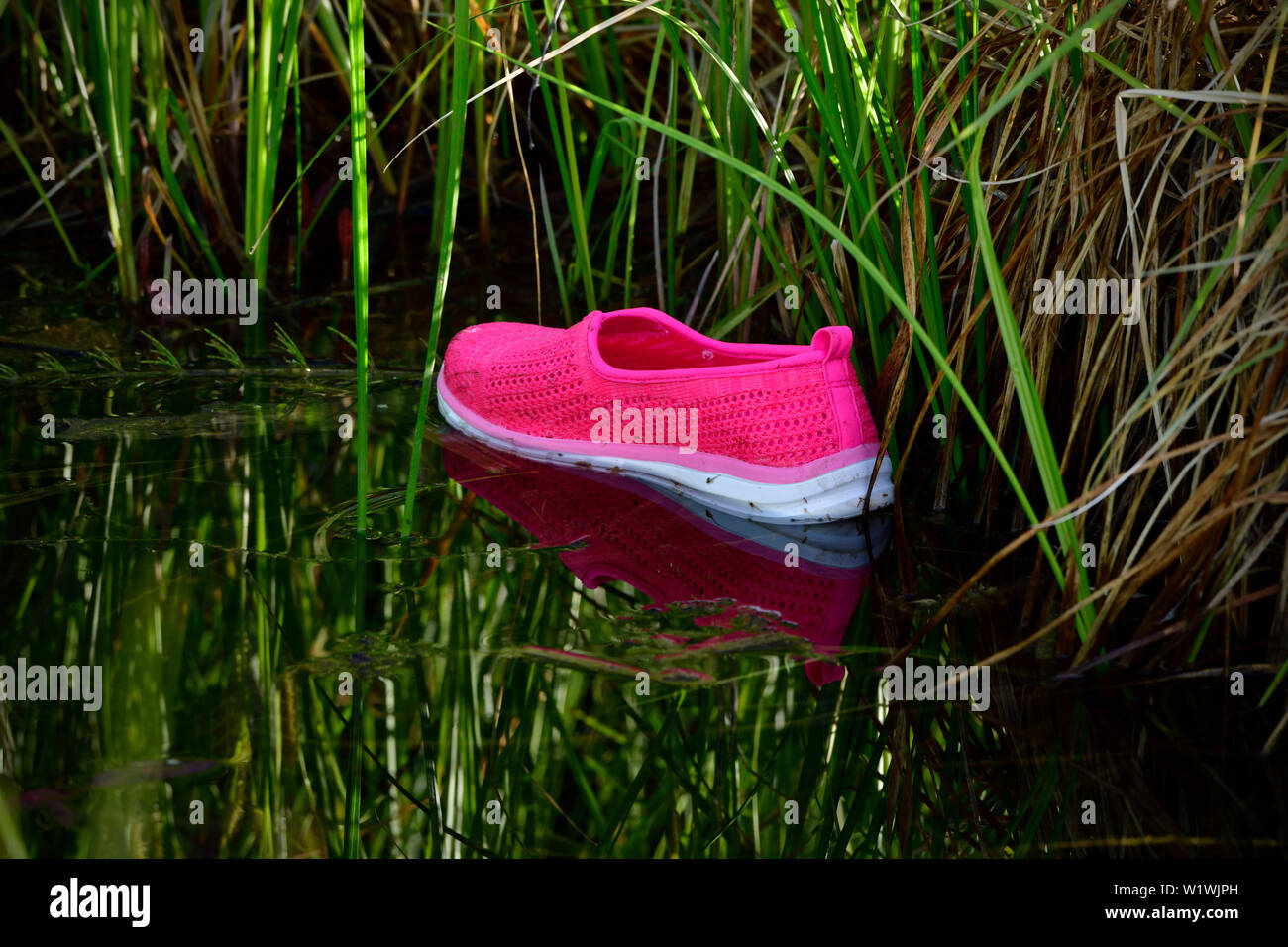 Eine rosa gefärbte Kunststoffplatte schwimmend auf dem Wasser von einem Sumpf Gebiet in der Nähe von Hinton Alberta Kanada Stockfoto Eine rosa gefärbte Kunststoffplatte schwimmend auf dem Wasser von einem Sumpf Gebiet in der Nähe von Hinton Alberta Kanada Stockfoto