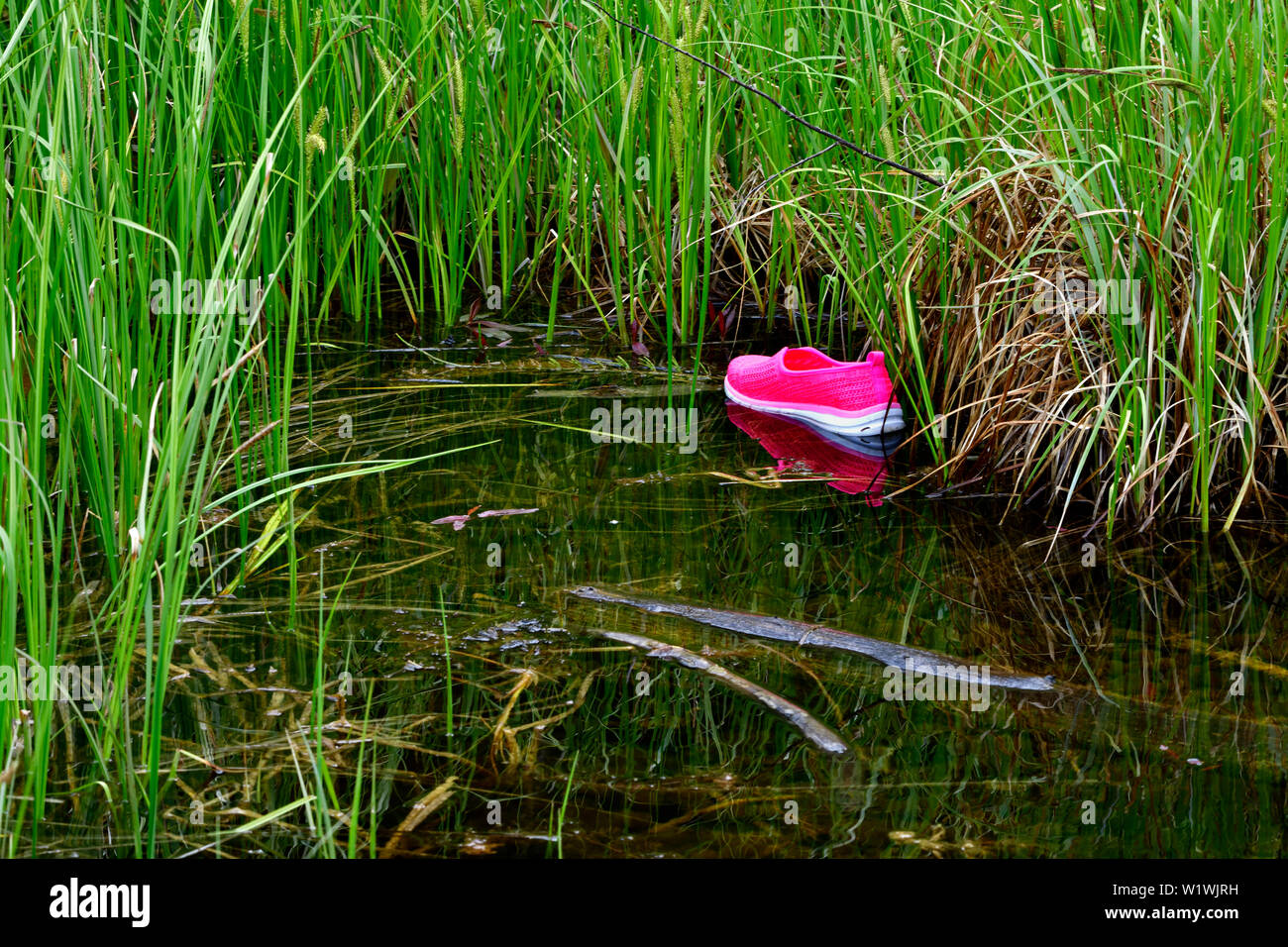 Eine Landschaft Bild einer rosa Schuh schwimmend auf dem Wasser von einem Sumpf Gebiet in der Nähe von Hinton Alberta Kanada Stockfoto Eine Landschaft Bild einer rosa Schuh schwimmend auf dem Wasser von einem Sumpf Gebiet in der Nähe von Hinton Alberta Kanada Stockfoto