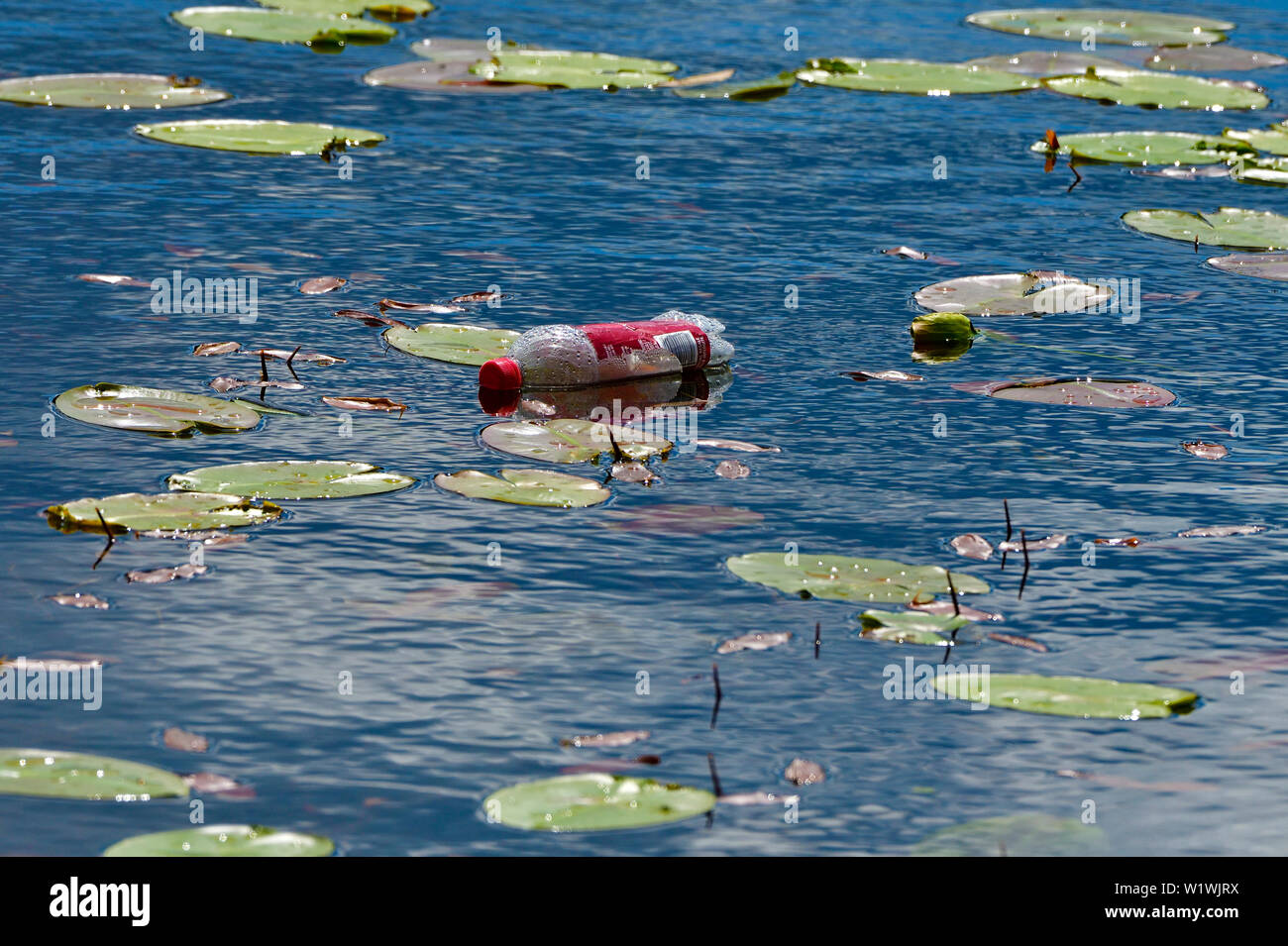 Ein Kunststoff Limonade Flasche Schweben zwischen dem Lilly Pads auf einem kleinen See in ländlichen Alberta, Kanada. Stockfoto