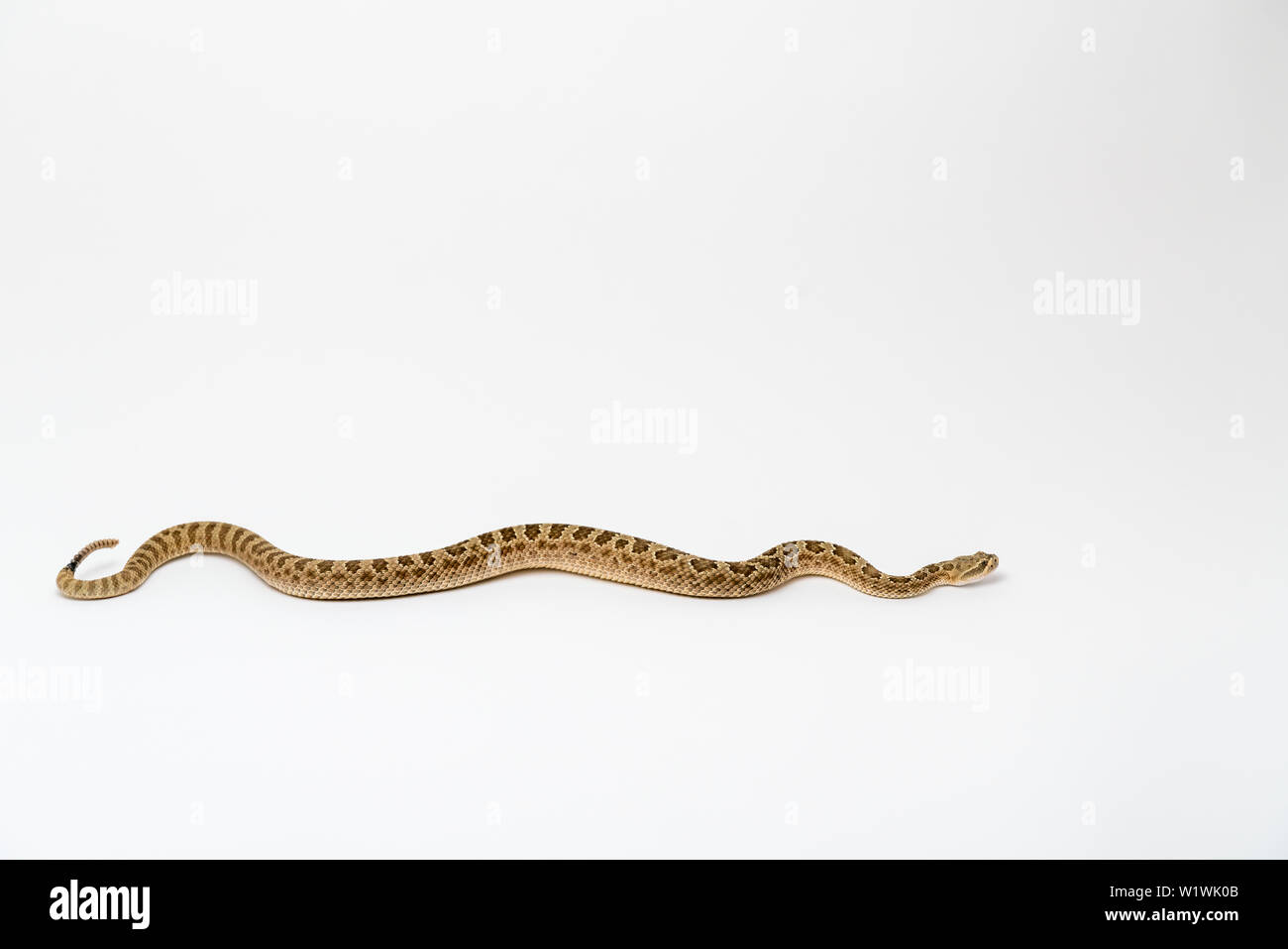 Crotalus viridis Nuntius - Hopi Klapperschlange isloated auf weißem Hintergrund Stockfoto