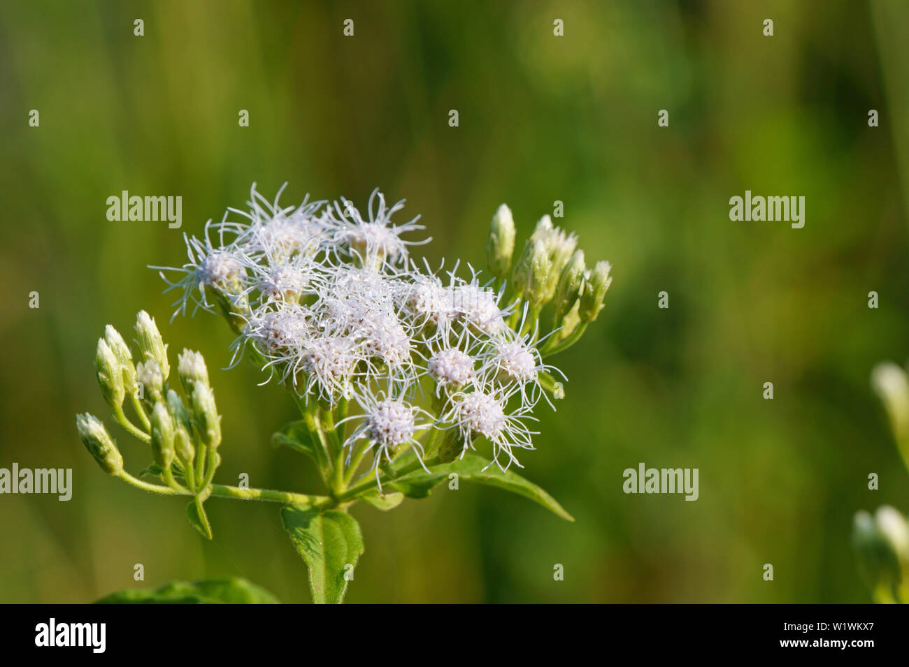 Wilde Blumen blühen im Feld. Aeschynanthus conyzoides Stockfoto
