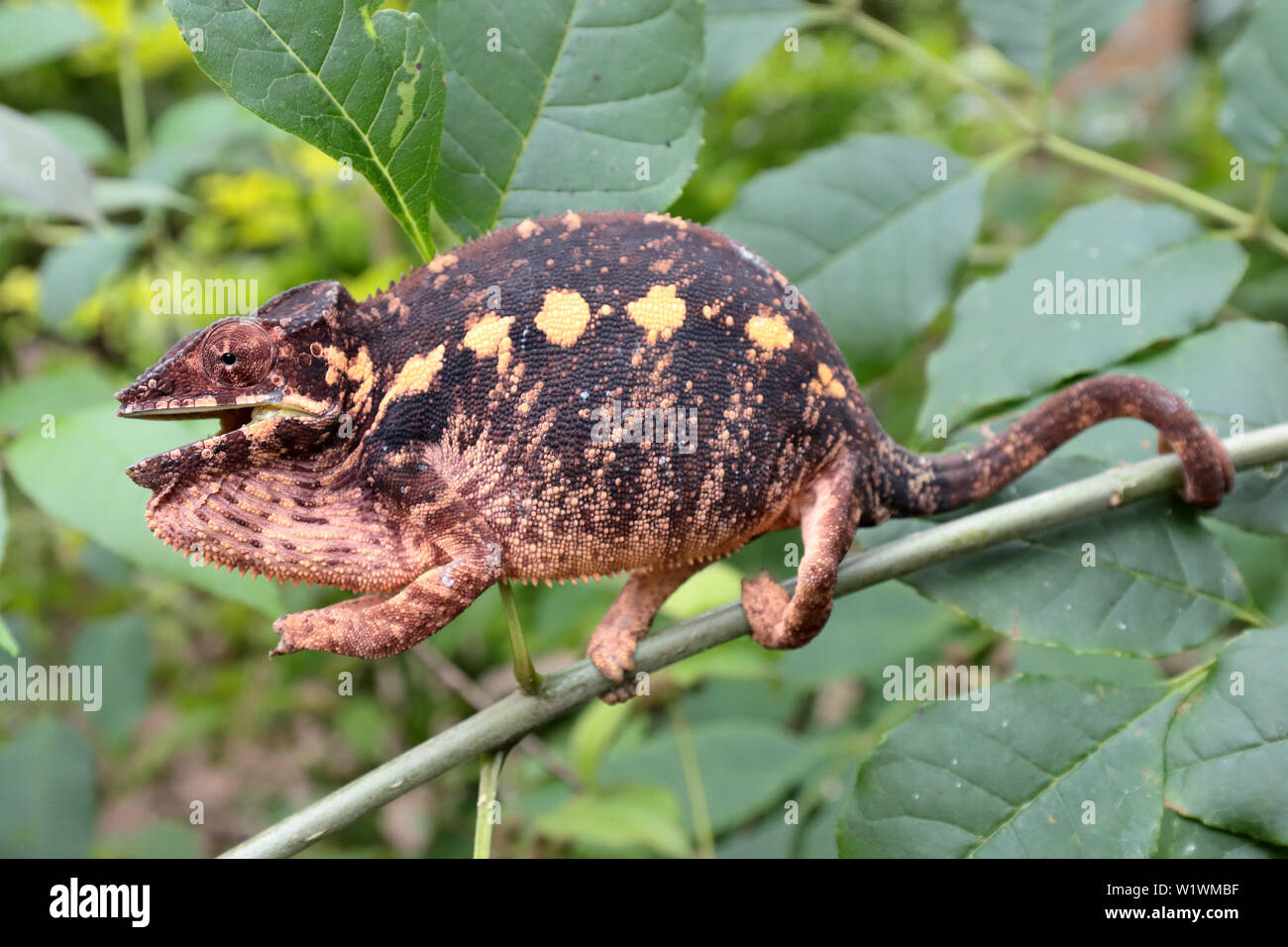 Weibliche Panther chameleon Furcifer pardalis Madagaskar Stockfoto