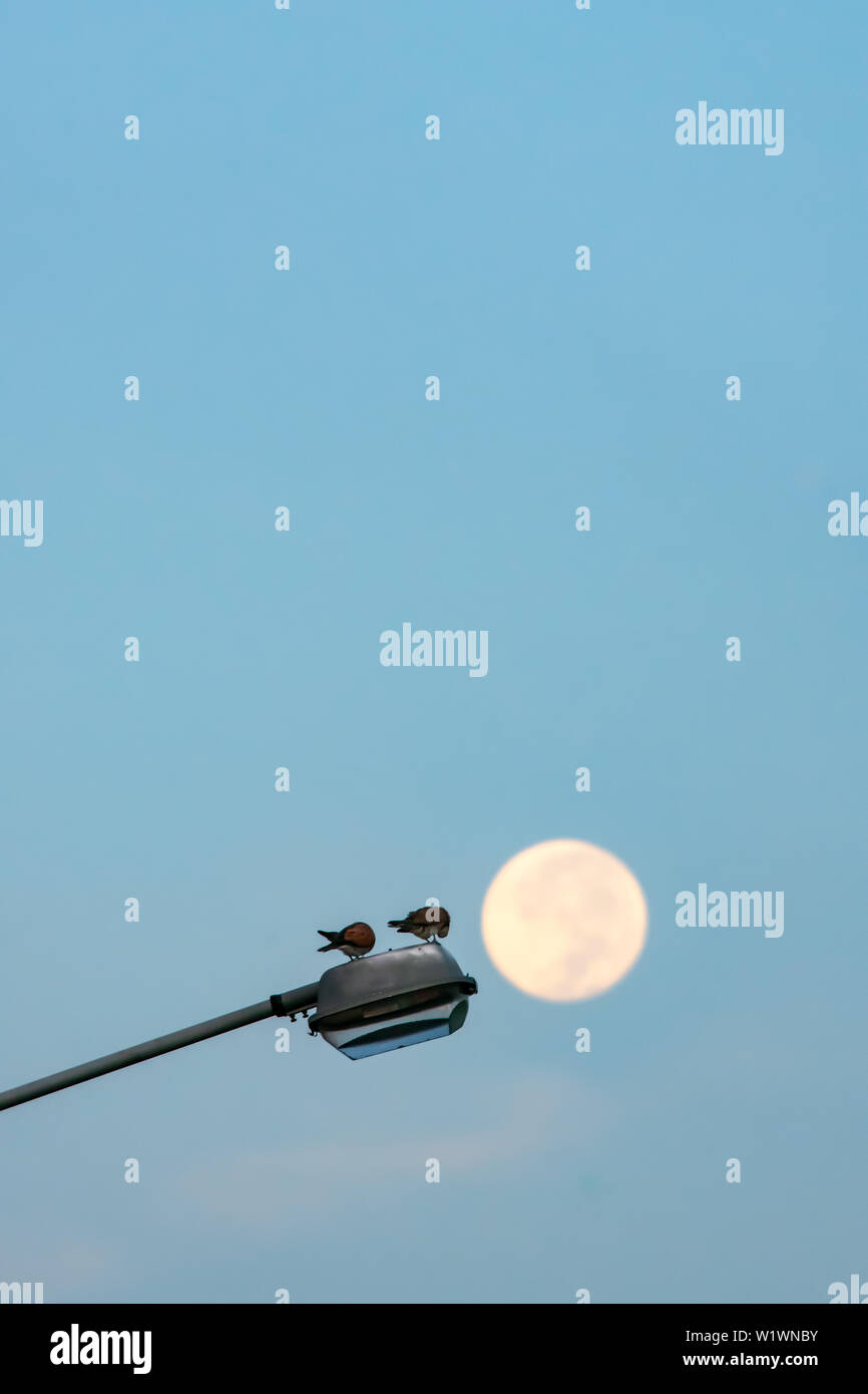 Tauben auf einer Straßenlaterne ein Morgen mit dem Hintergrund der Vollmond. Stockfoto