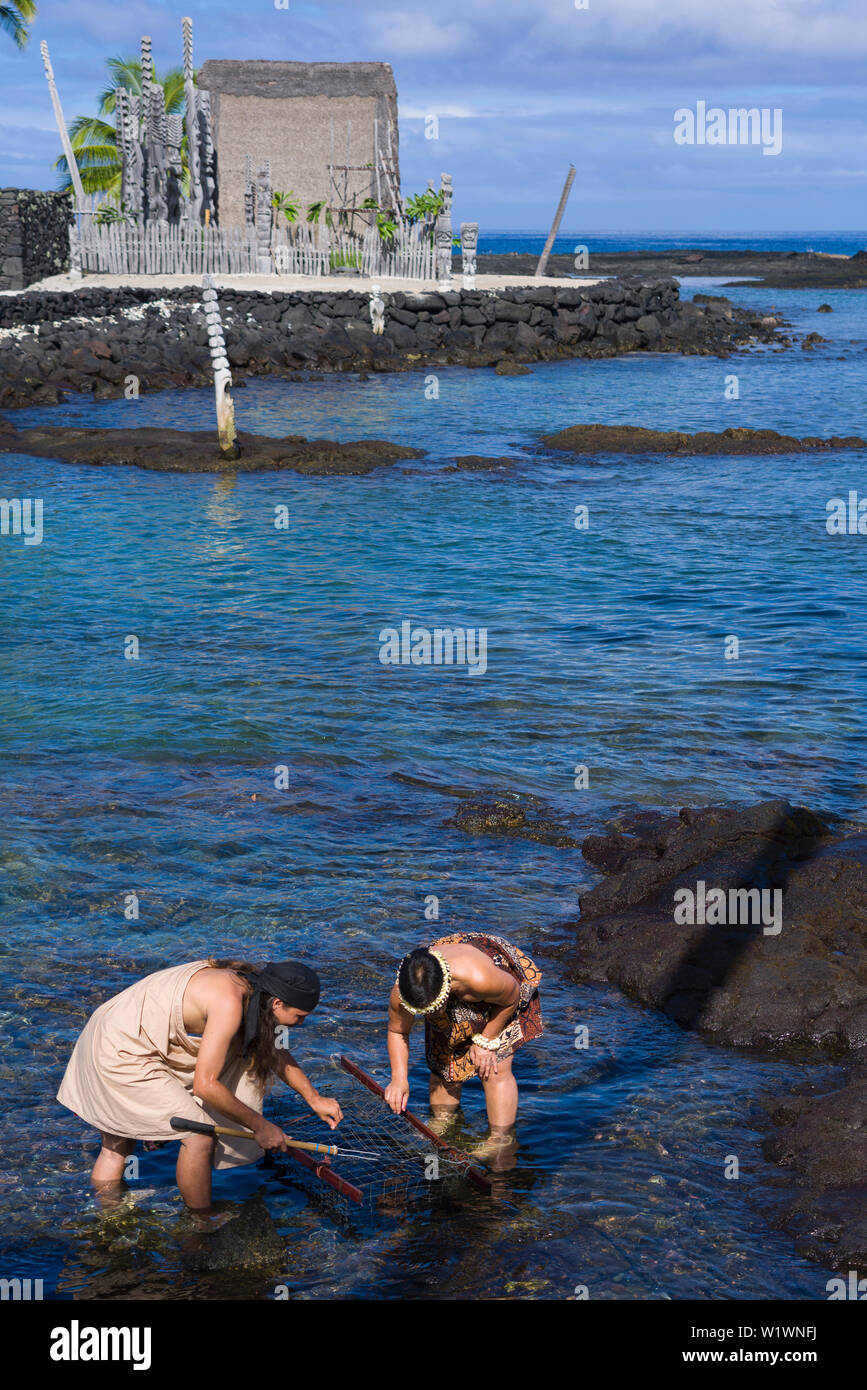 Sammeln von Seeigel für Nahrung Demonstration bei kulturellen Tag an Pu'uhonua O Honaunau NP in South Kona, Hawaii Stockfoto