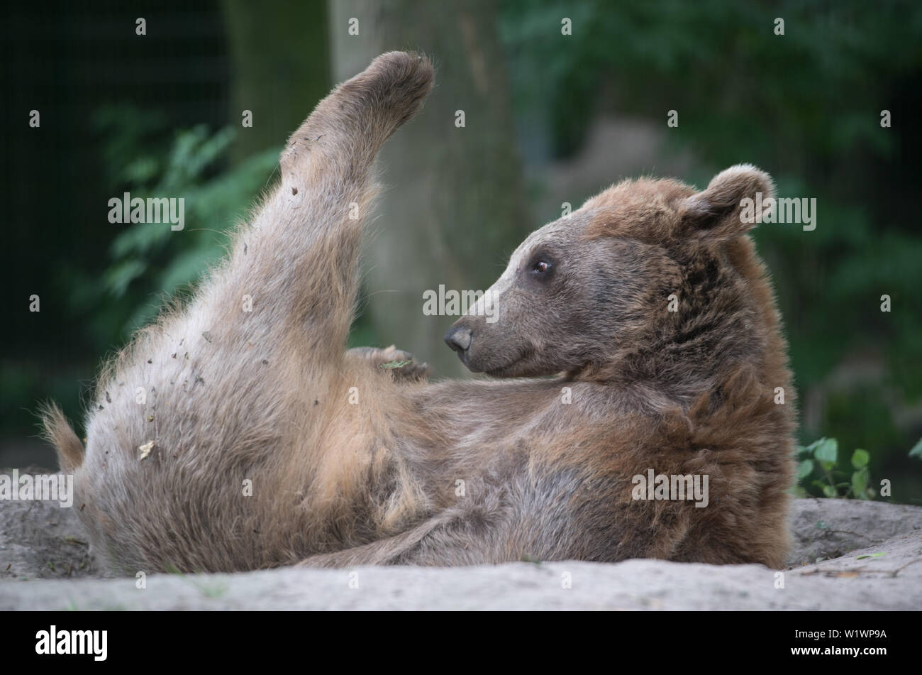 01 Juli 2019, Mecklenburg-Vorpommern, Stralsund: ein syrischer Braunbär  spielt im bärengehege im Zoo. Mit über 100.000 Besuchern im Jahr, Zoo der  Stadt ist eine der wichtigsten touristischen Attraktionen der Hansestadt.  Mit einer