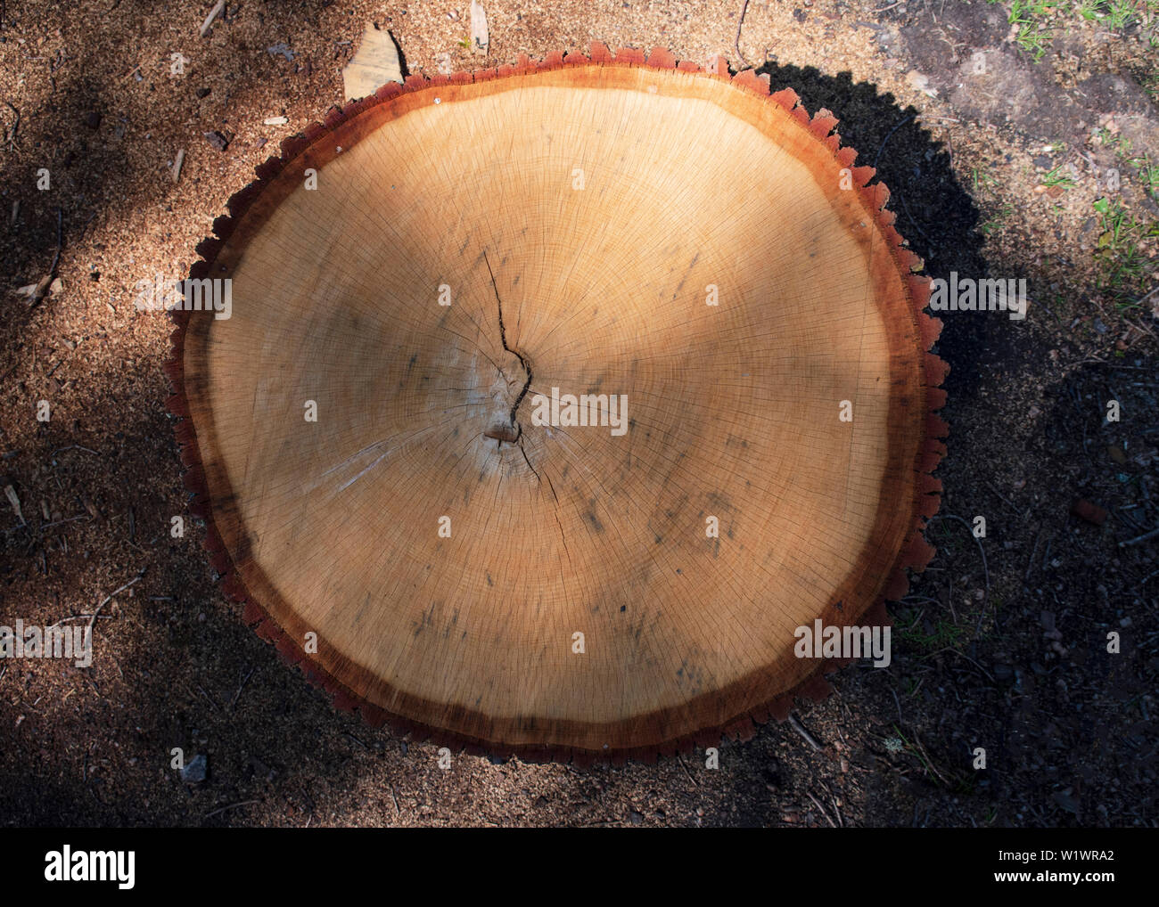 Baumstumpf fällt im Wald Stockfoto